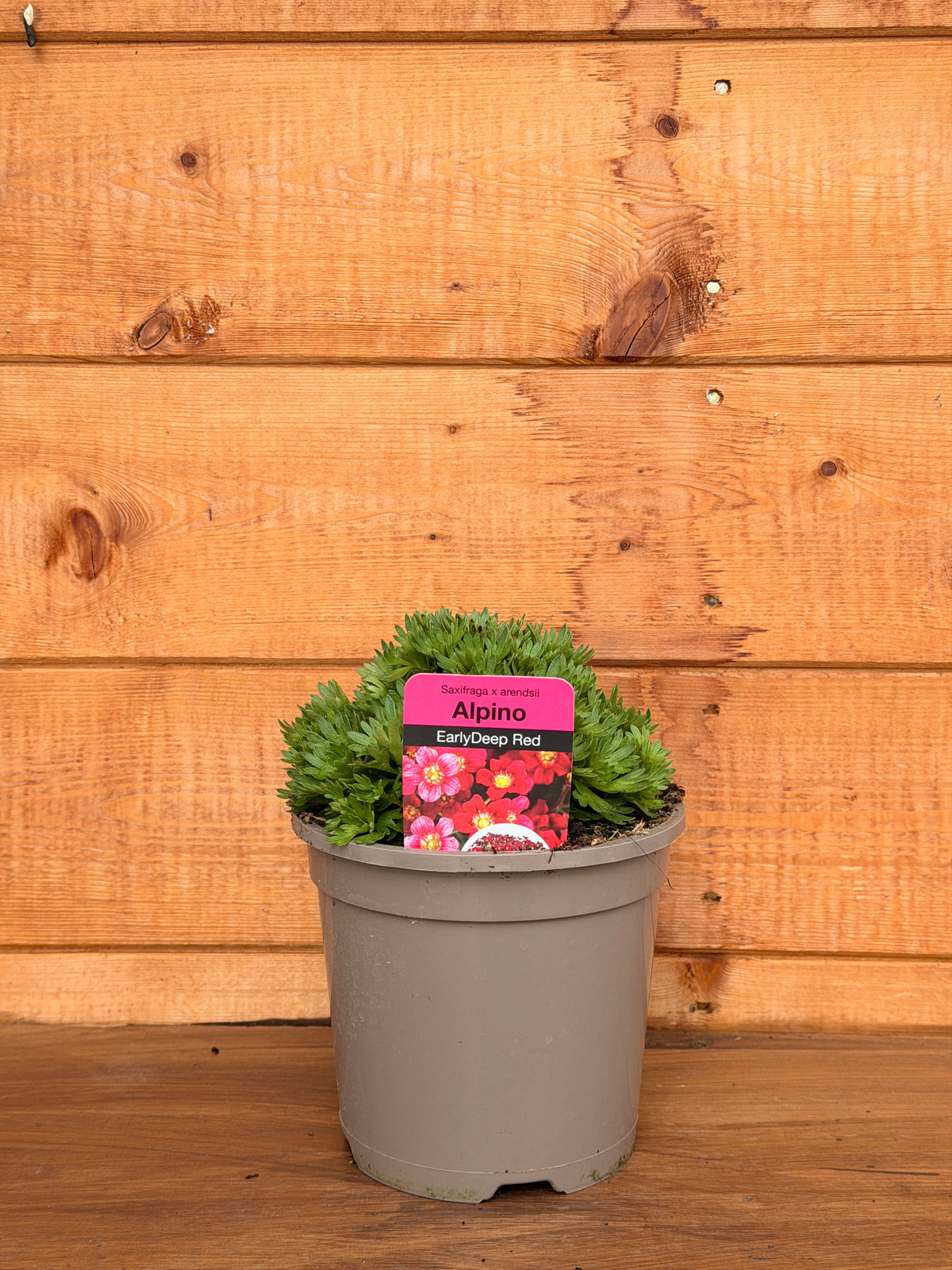 Saxifraga x arendsii 'Alpino Early Deep Red'