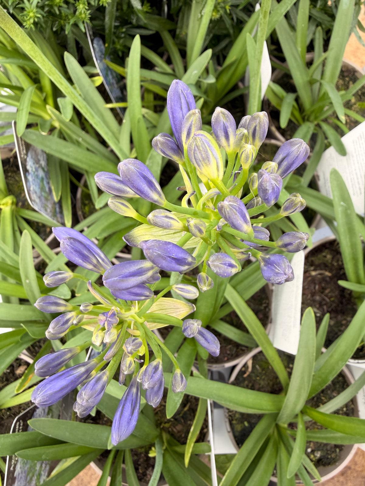Agapanthus 'Charlotte'