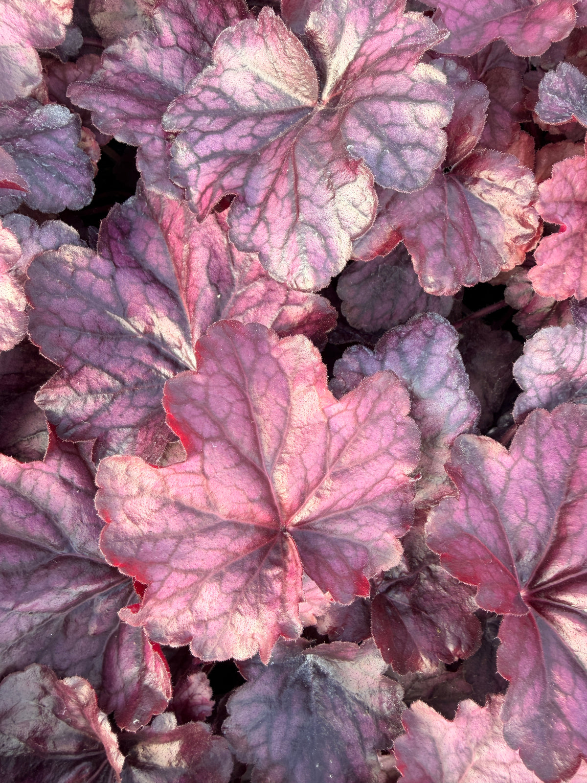 Heuchera 'Wild Rose'
