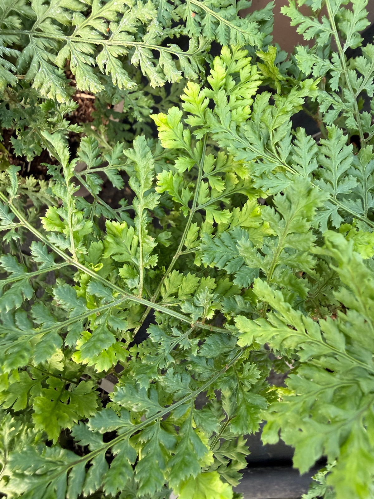 Dryopteris austriaca 'Lepidota Crispa'