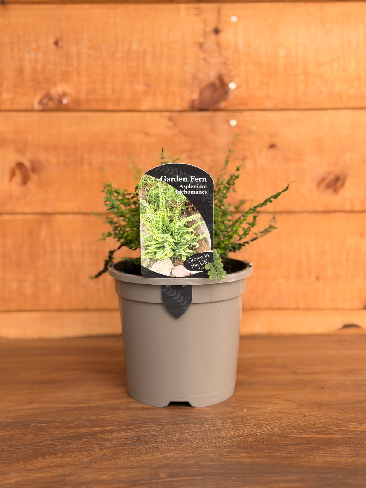 Asplenium trichomanes