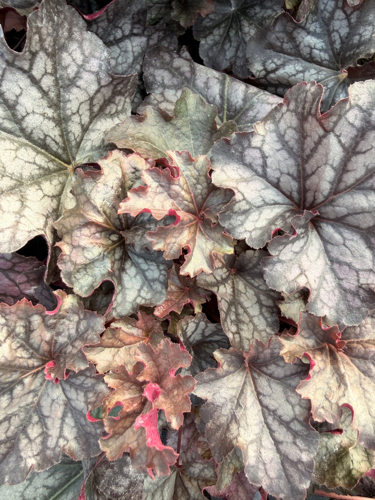 Heuchera 'Timeless Treasure'