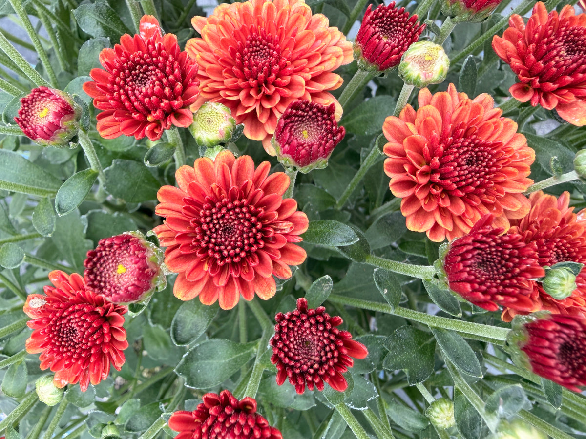 Chrysanthemum 'Orange'