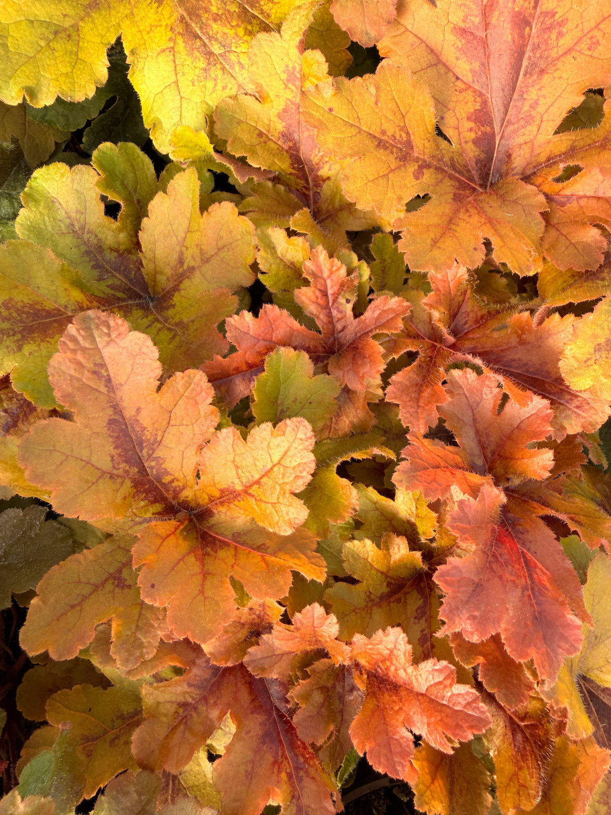 Heucherella 'Hopscotch'