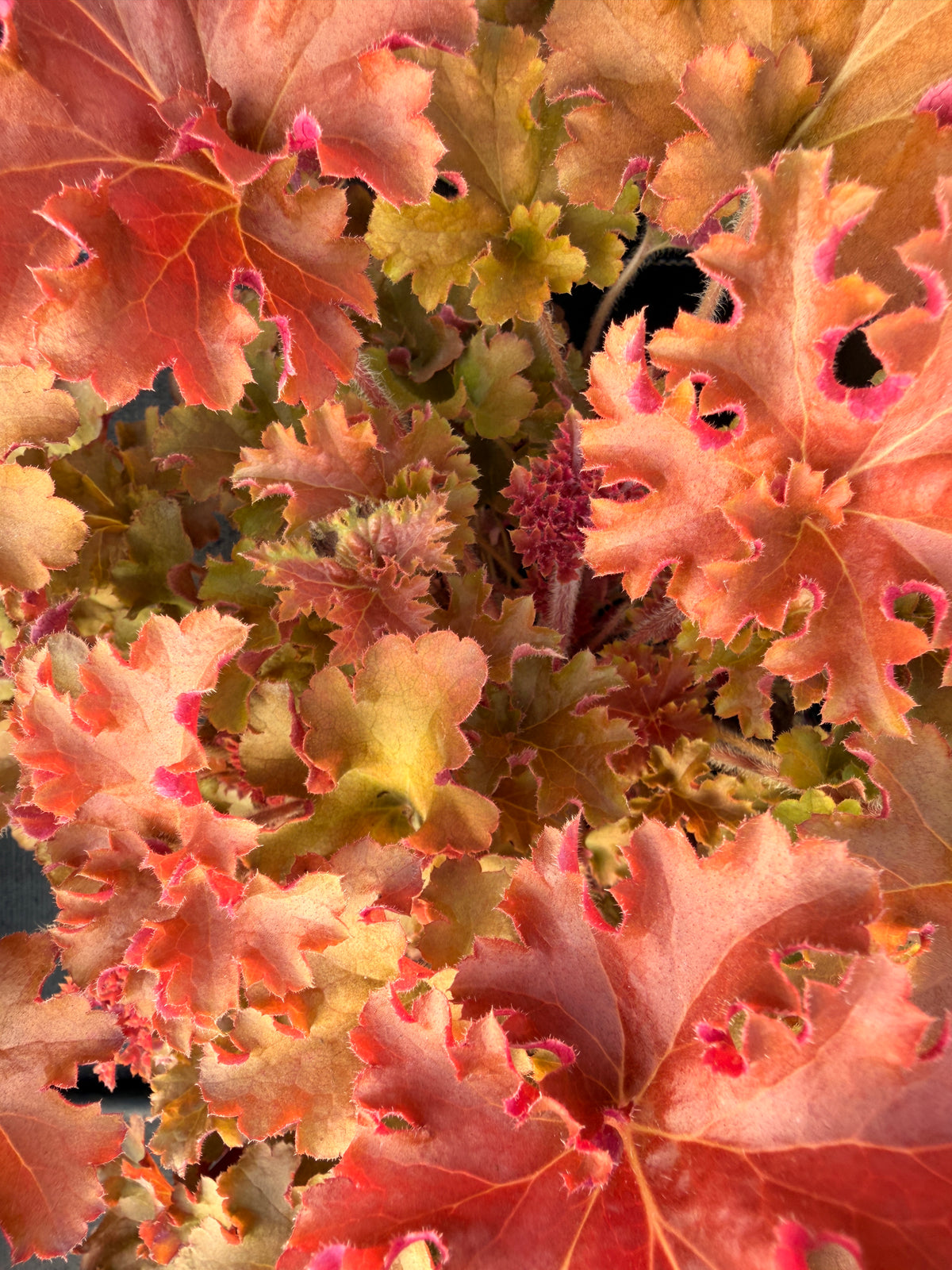 Heuchera 'Gojiberry'