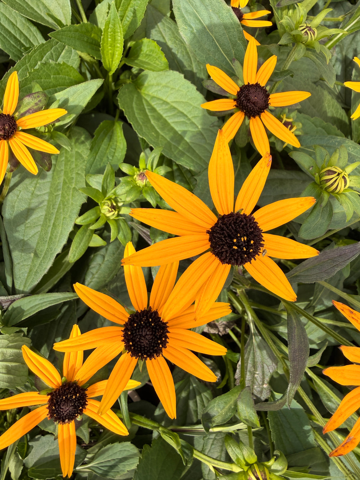 Rudbeckia 'Little Goldstar'