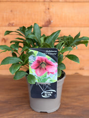 Helleborus orientalis 'Viv Victoria'
