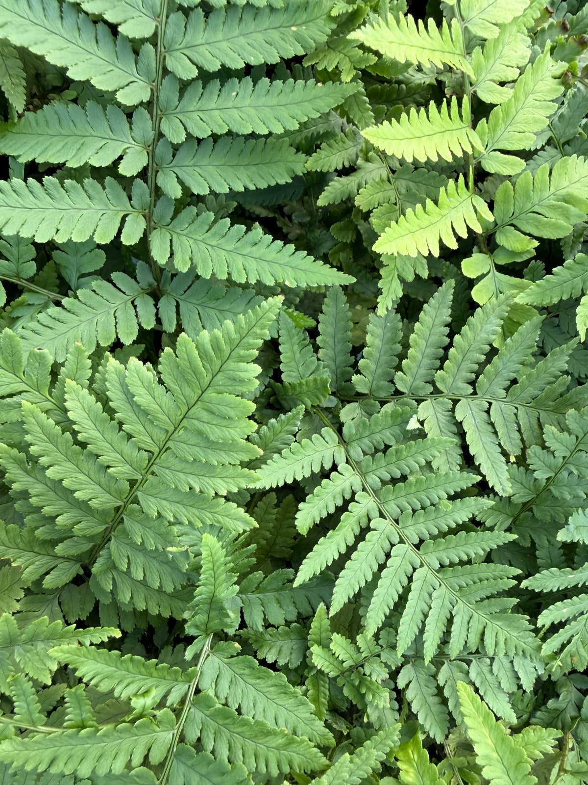 Dryopteris coreano subsp. montana
