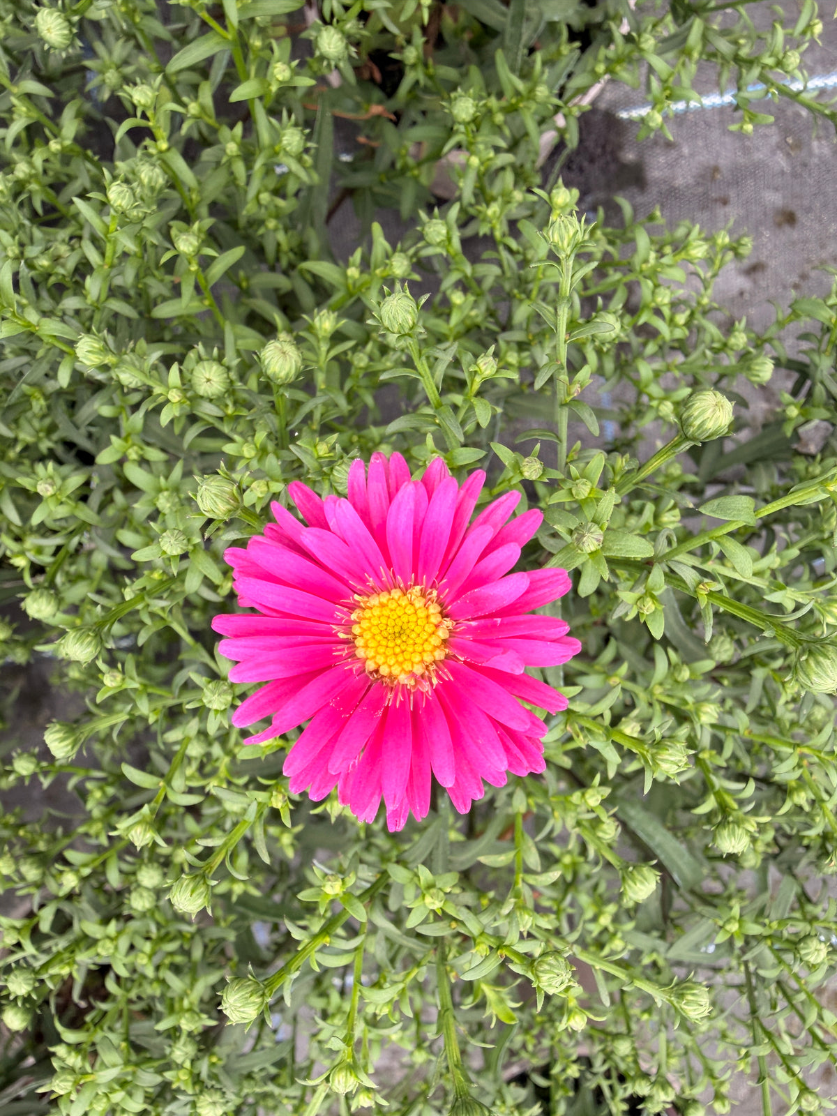 Aster novi-belgii 'Magic Deep Rose'