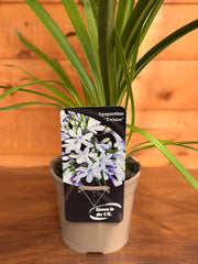 Agapanthus 'Twister'