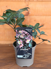 Helleborus x ballardiae 'Merlin'