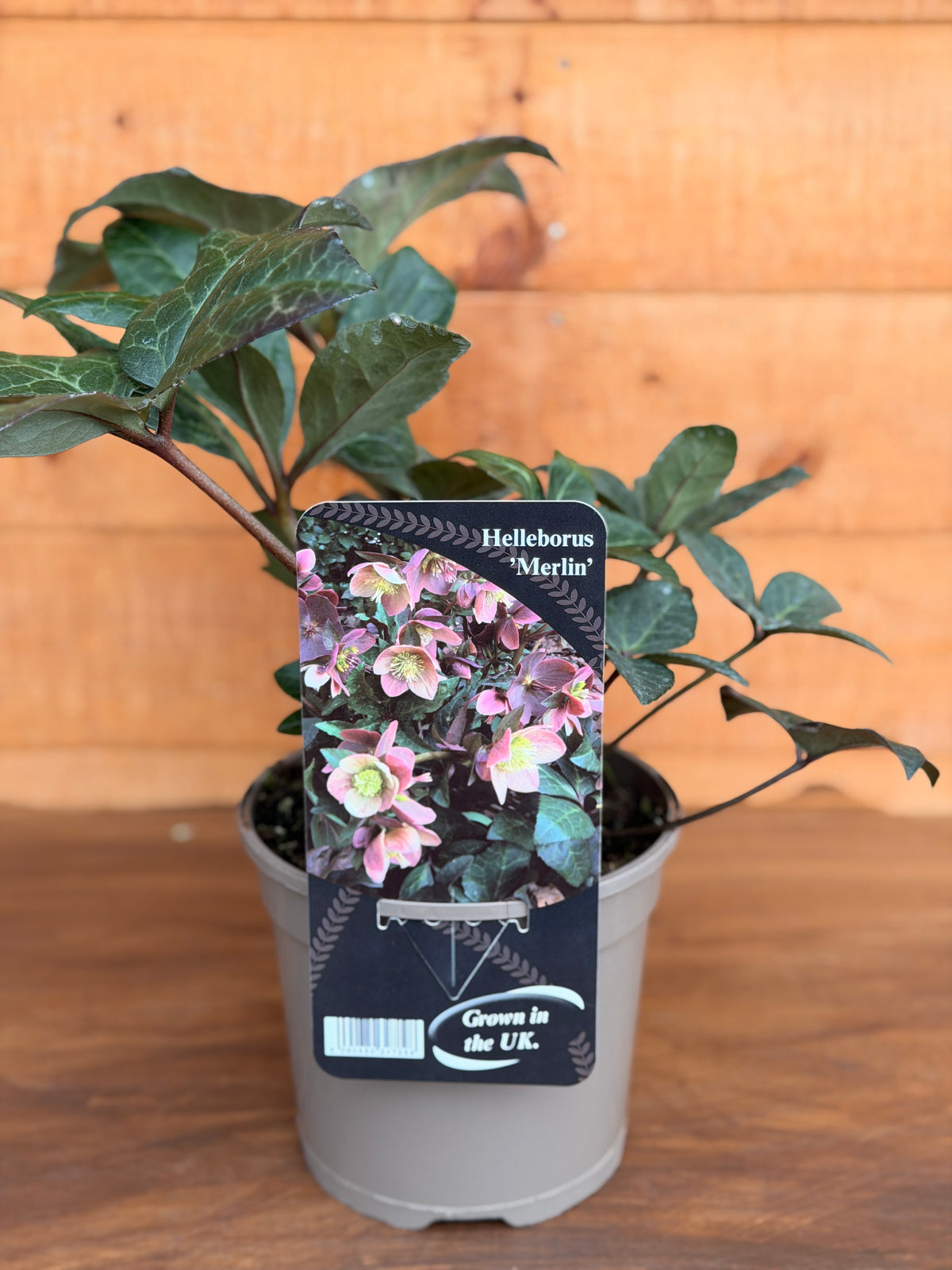 Helleborus x ballardiae 'Merlin'