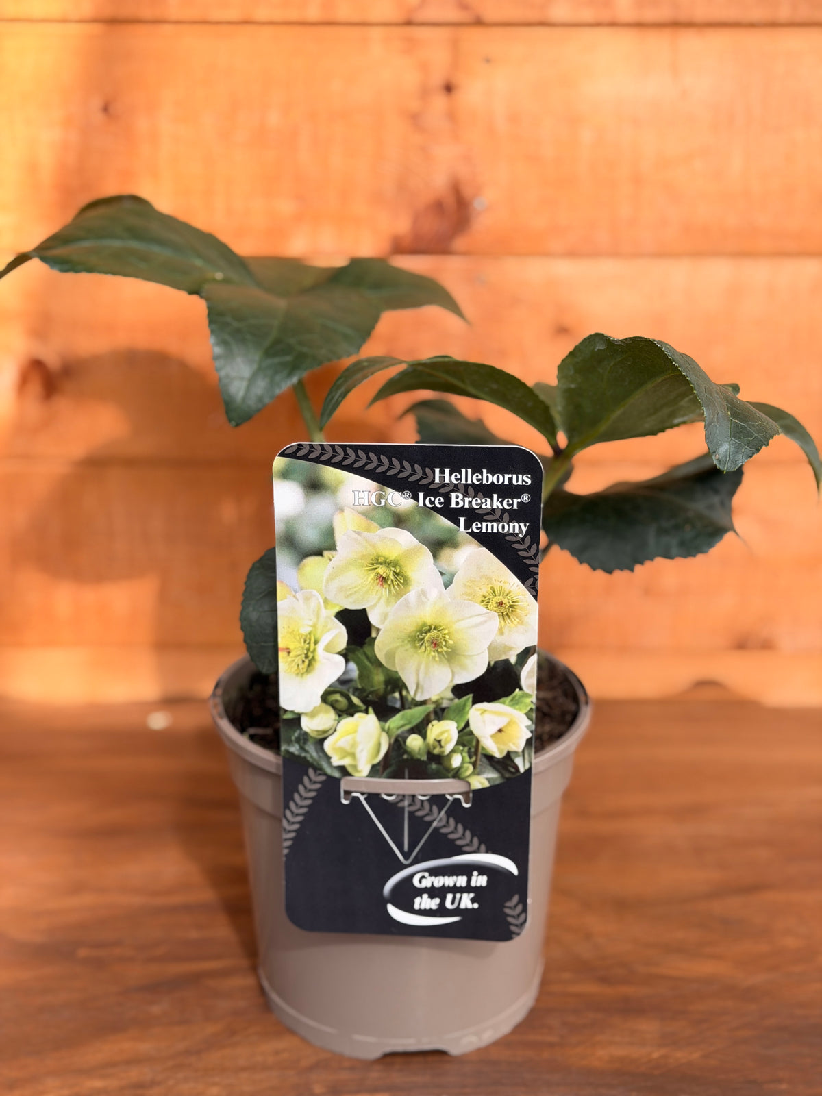 Helleborus x nigercors 'Ice Breaker Lemony'