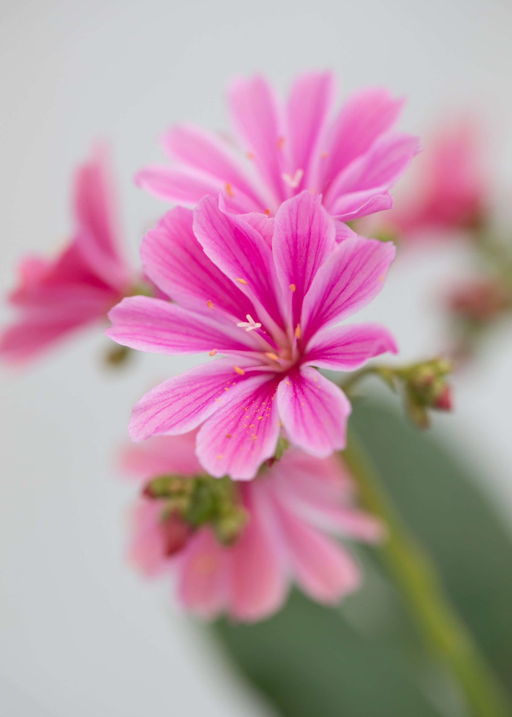 Lewisia cotyledon 'Elise Mix'