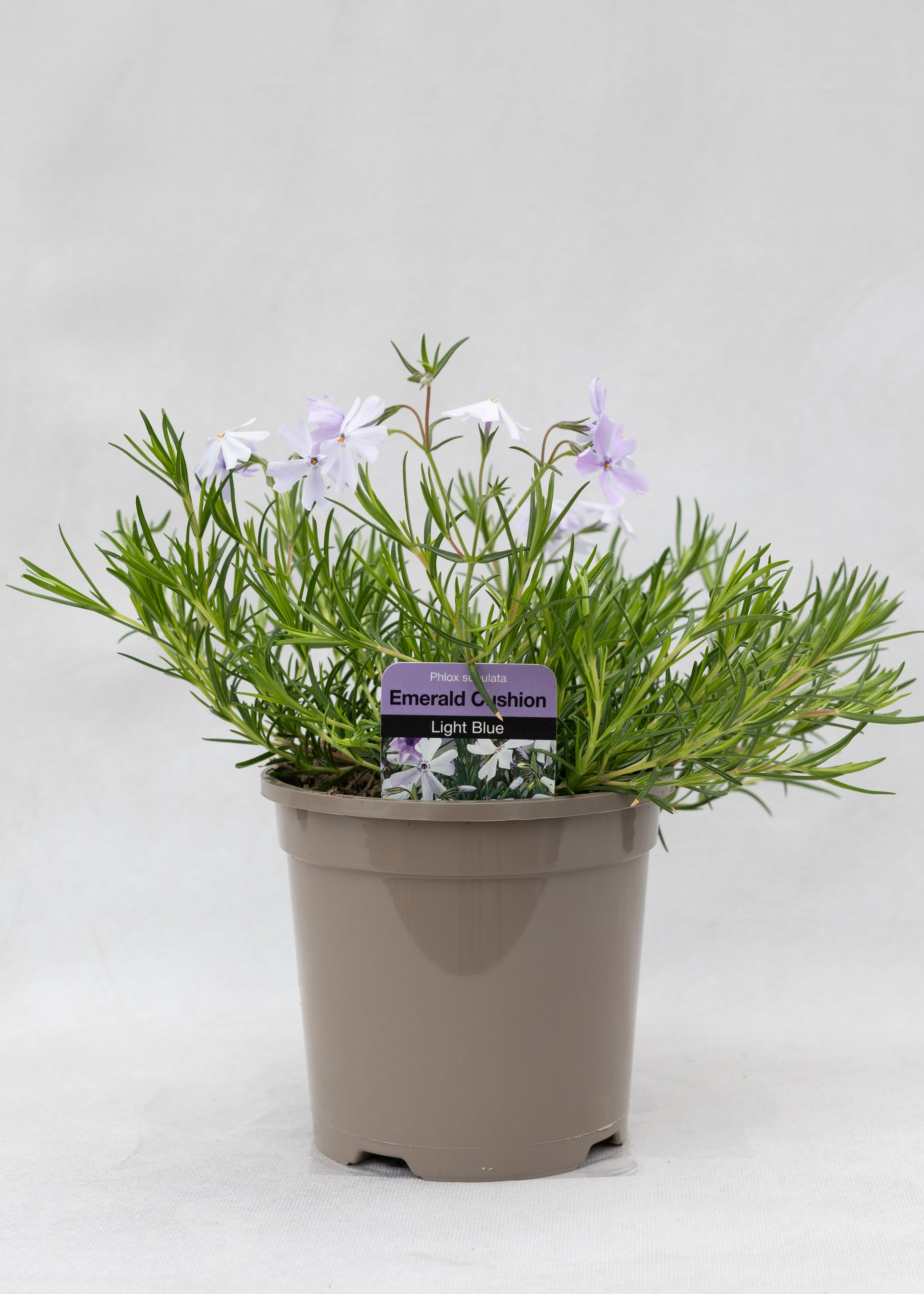 Phlox subulata 'Emerald Cushion Blue'