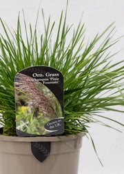 Deschampsia cespitosa 'Pixie Fountain'