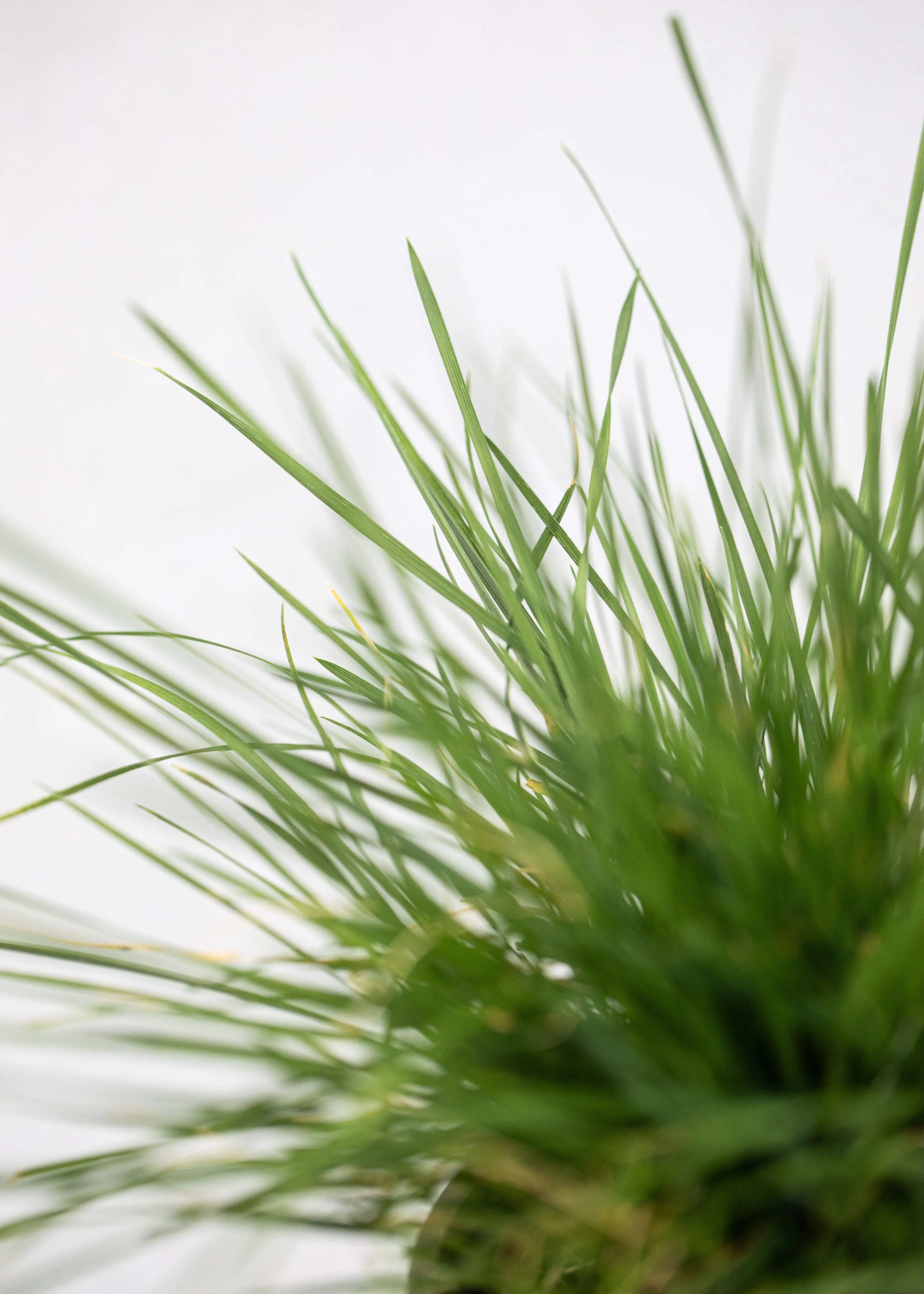 Deschampsia cespitosa 'Pixie Fountain'
