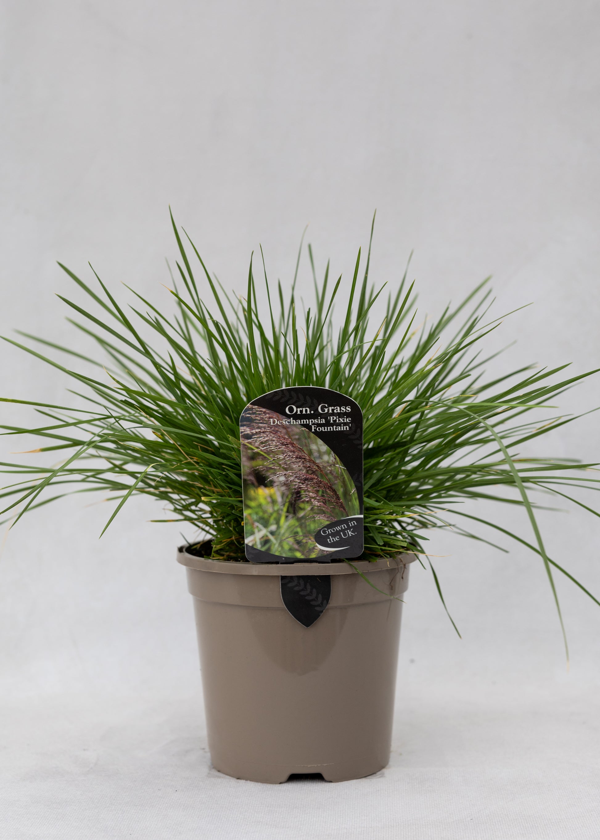 Deschampsia cespitosa 'Pixie Fountain'