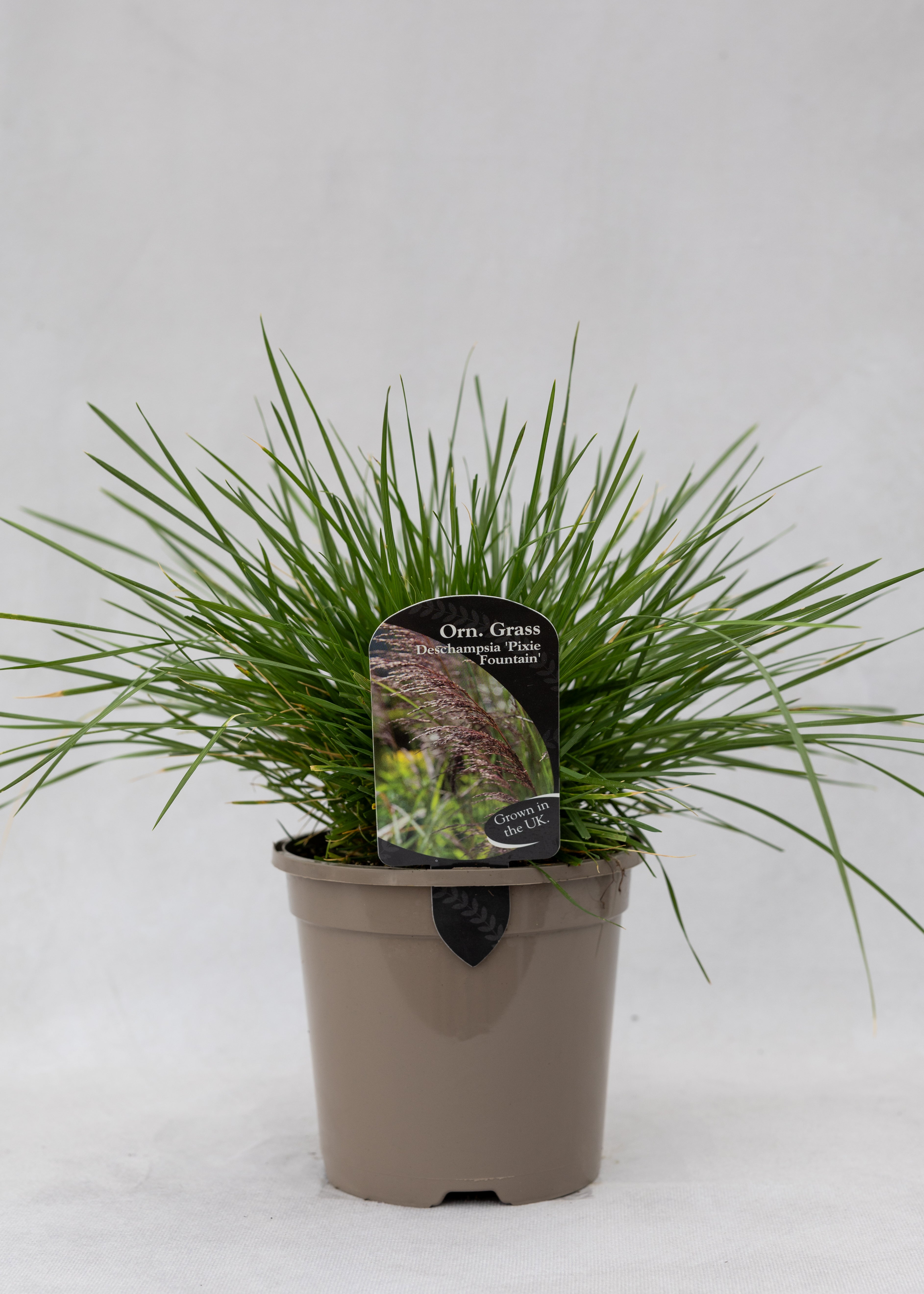 Deschampsia cespitosa 'Pixie Fountain'