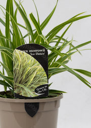 Carex morrowii 'Ice Dance'
