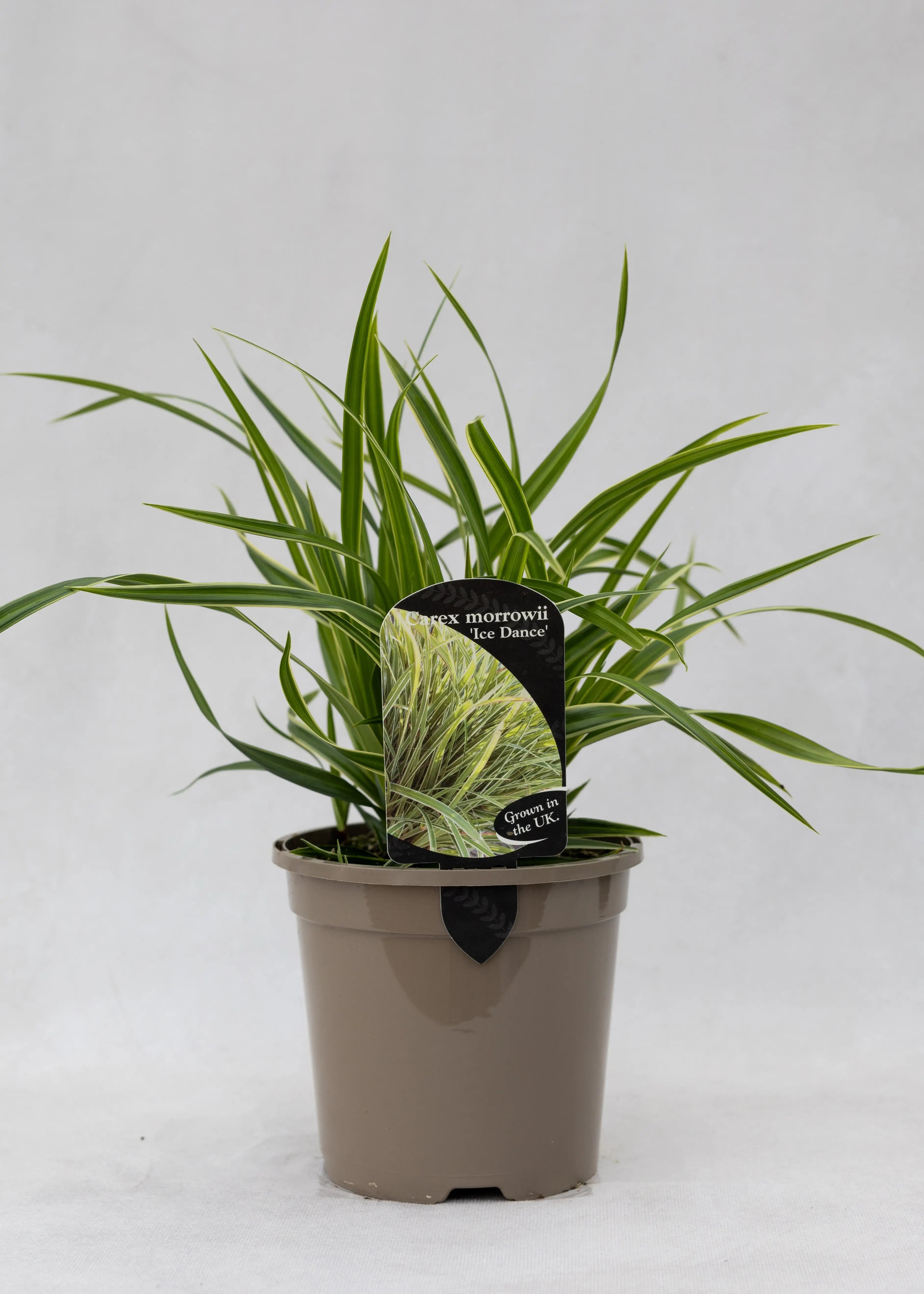 Carex morrowii 'Ice Dance'