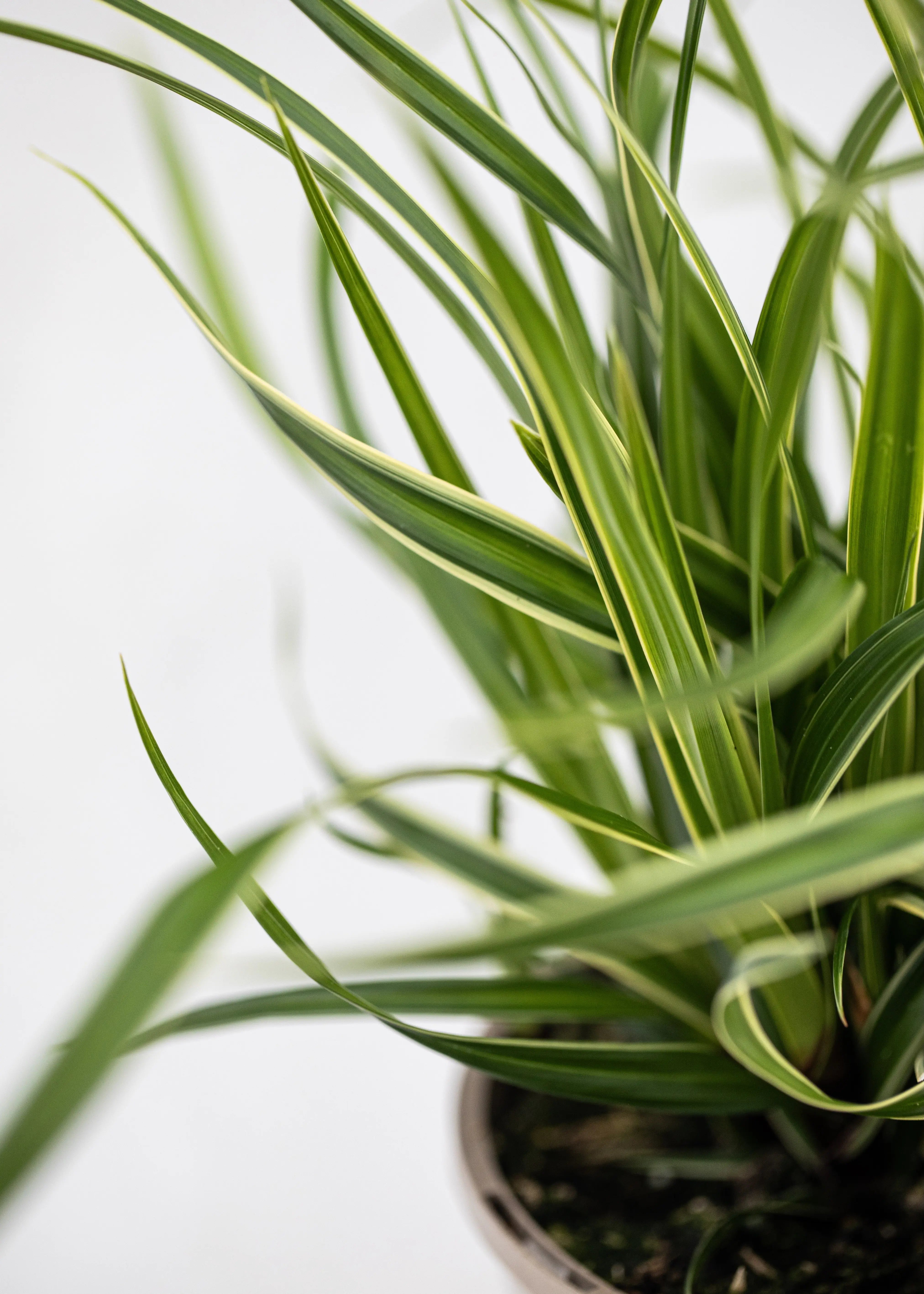 Carex morrowii 'Ice Dance'