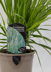 Pennisetum thunbergii 'Red Buttons'