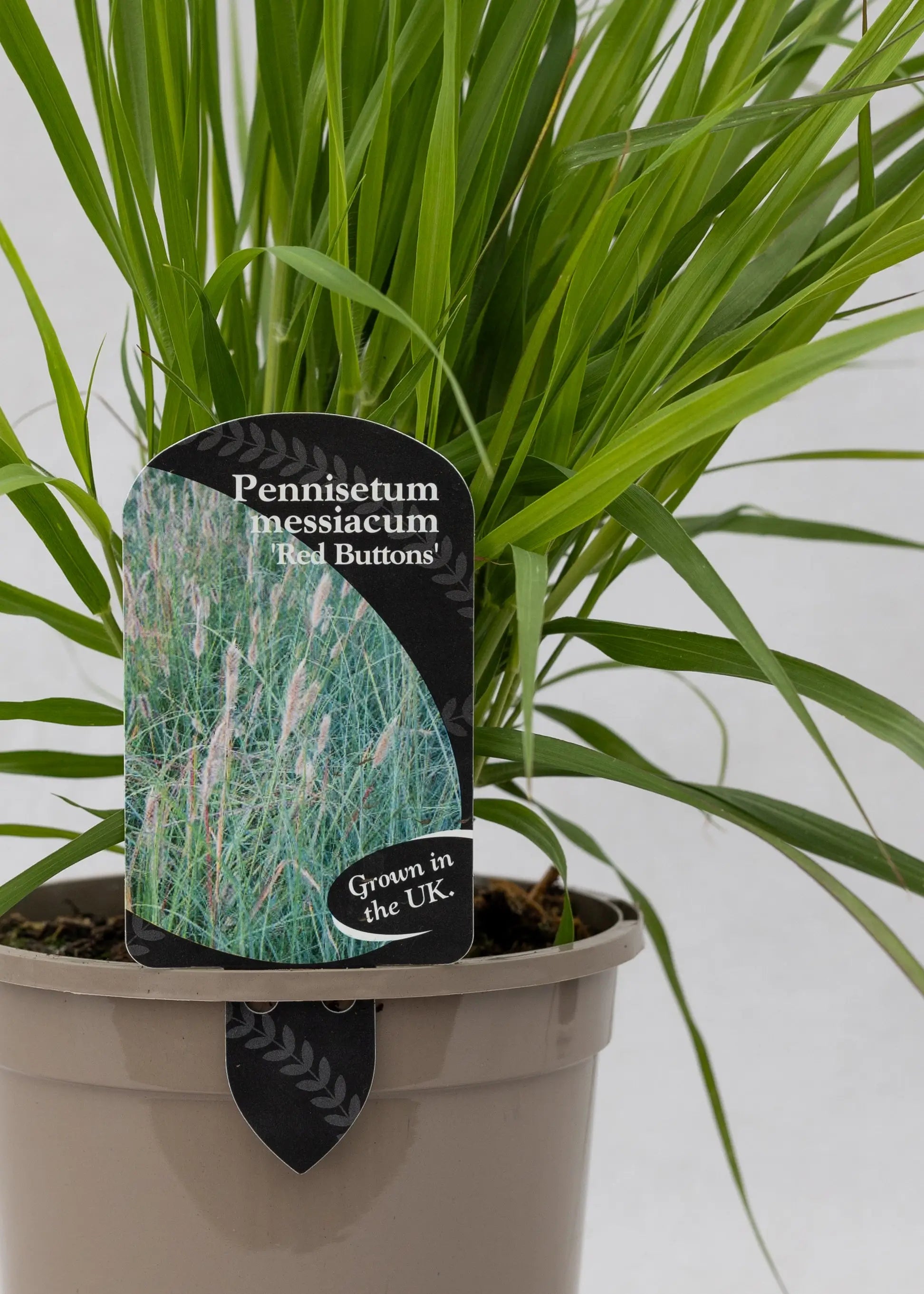 Pennisetum thunbergii 'Red Buttons'