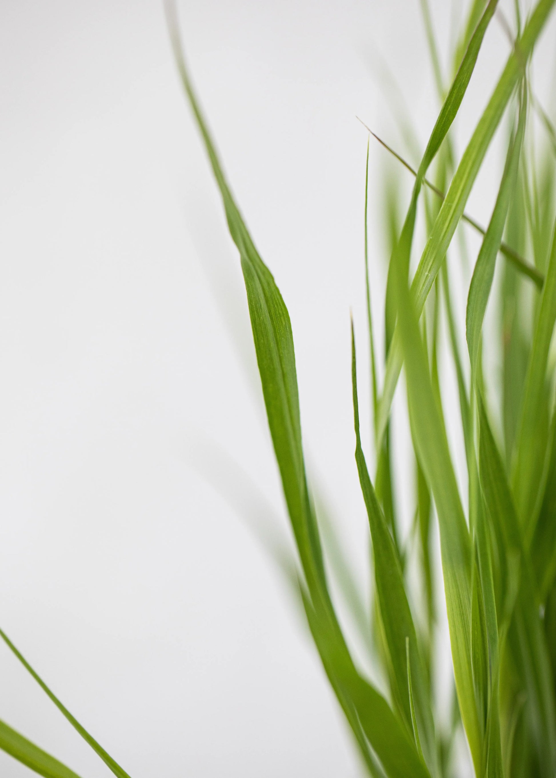 Pennisetum thunbergii 'Red Buttons'