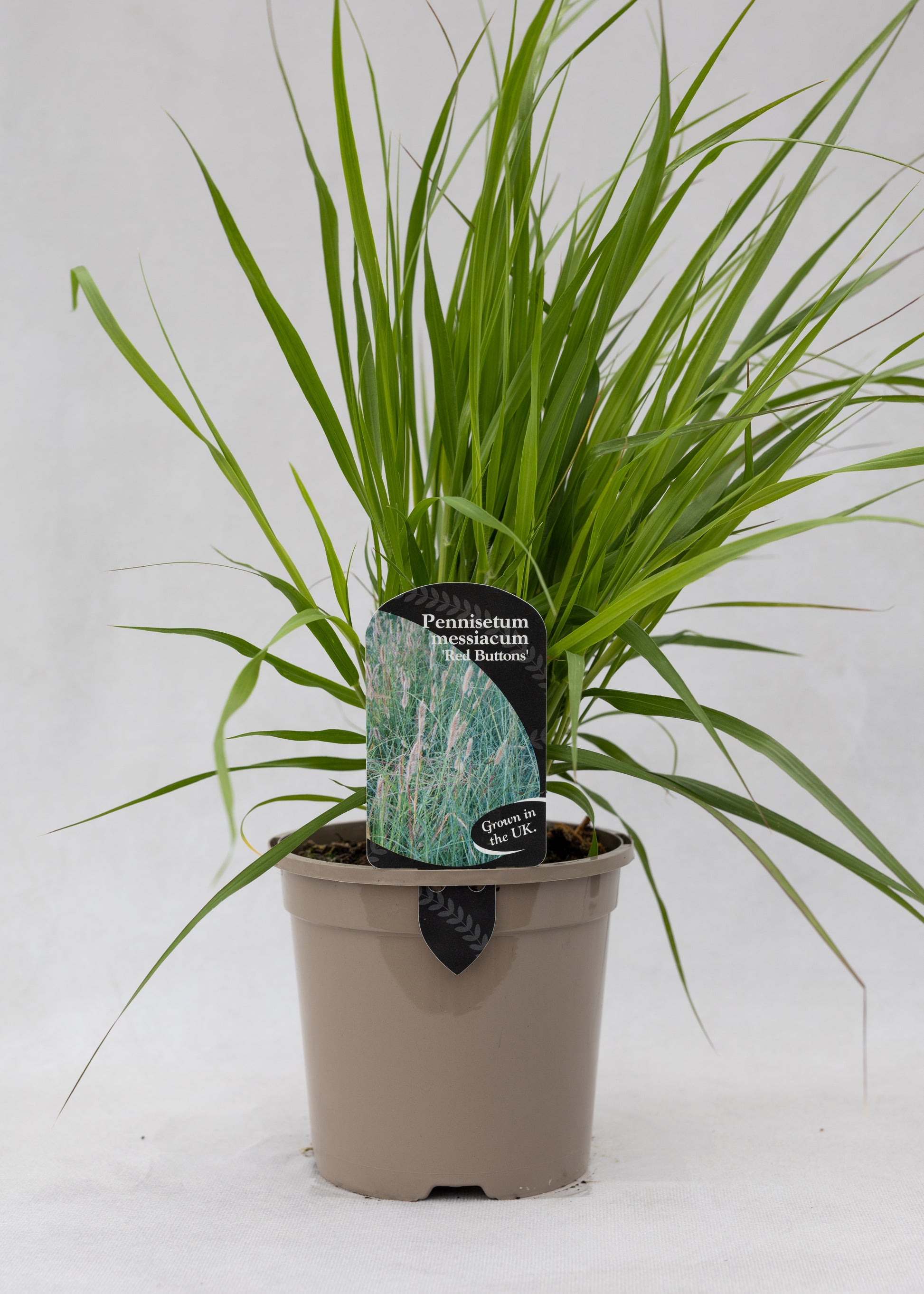 Pennisetum thunbergii 'Red Buttons'