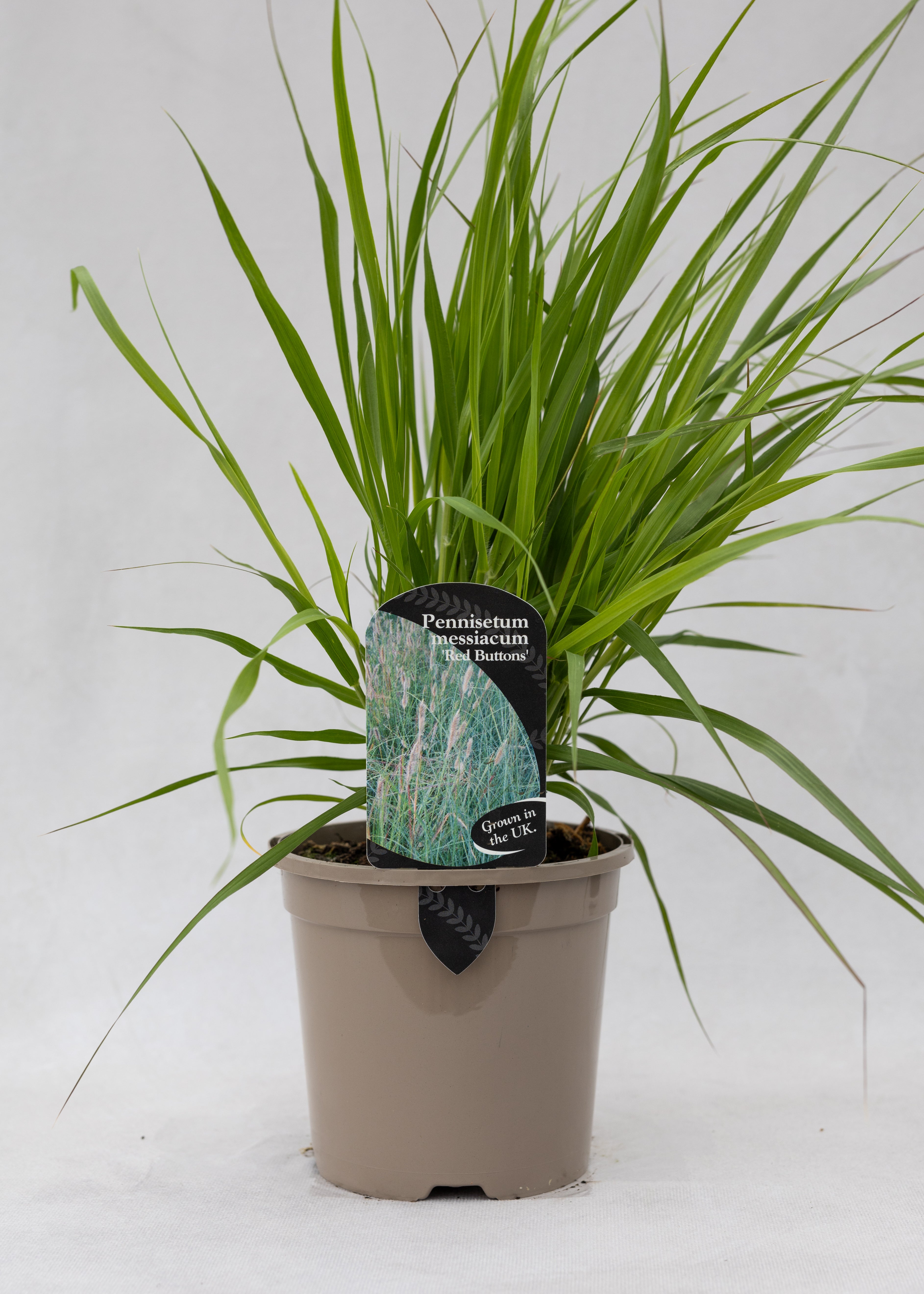Pennisetum thunbergii 'Red Buttons'