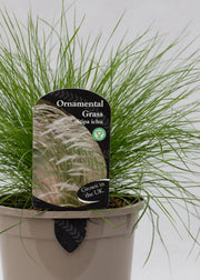 Stipa 'Ichu'