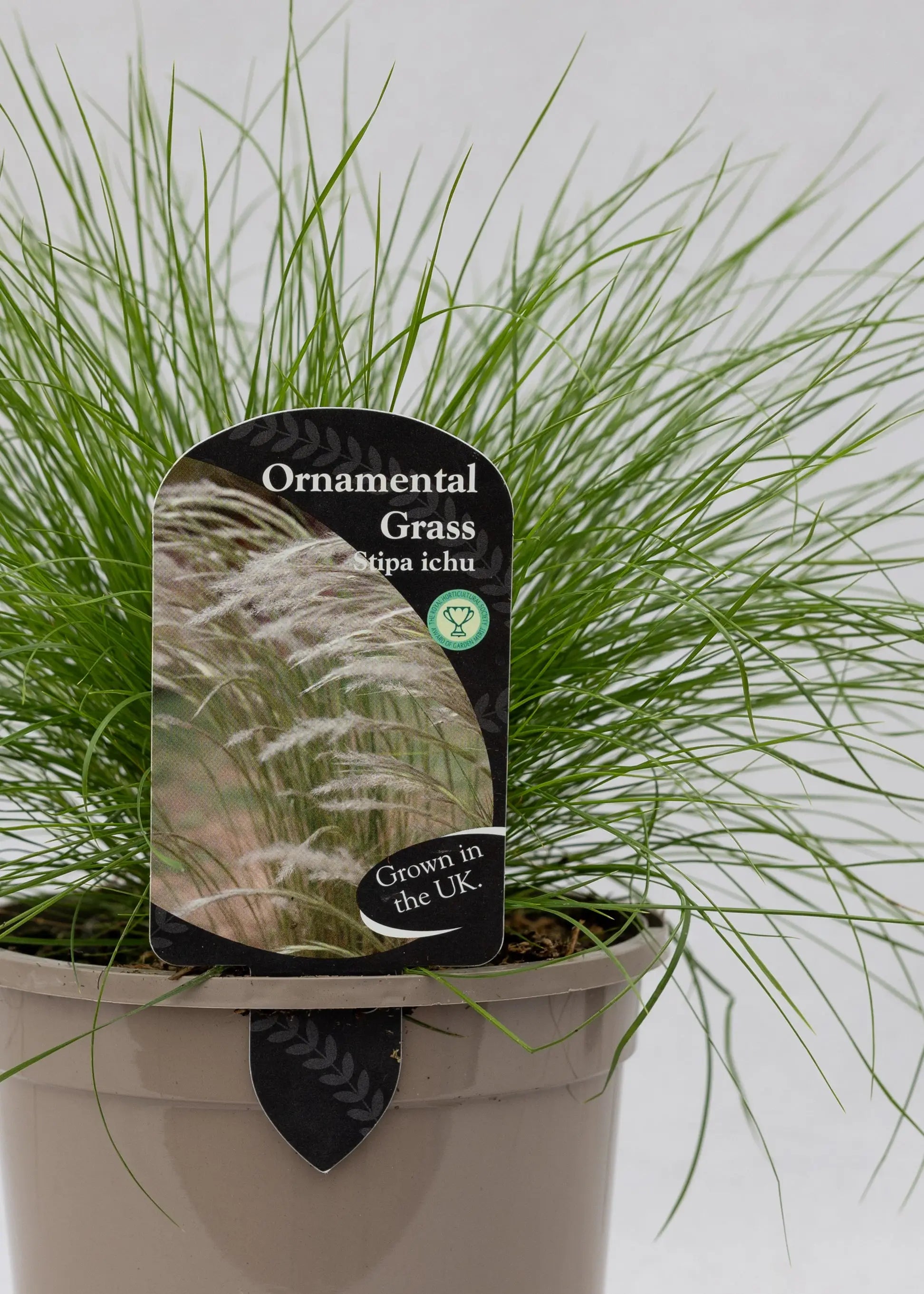 Stipa 'Ichu'