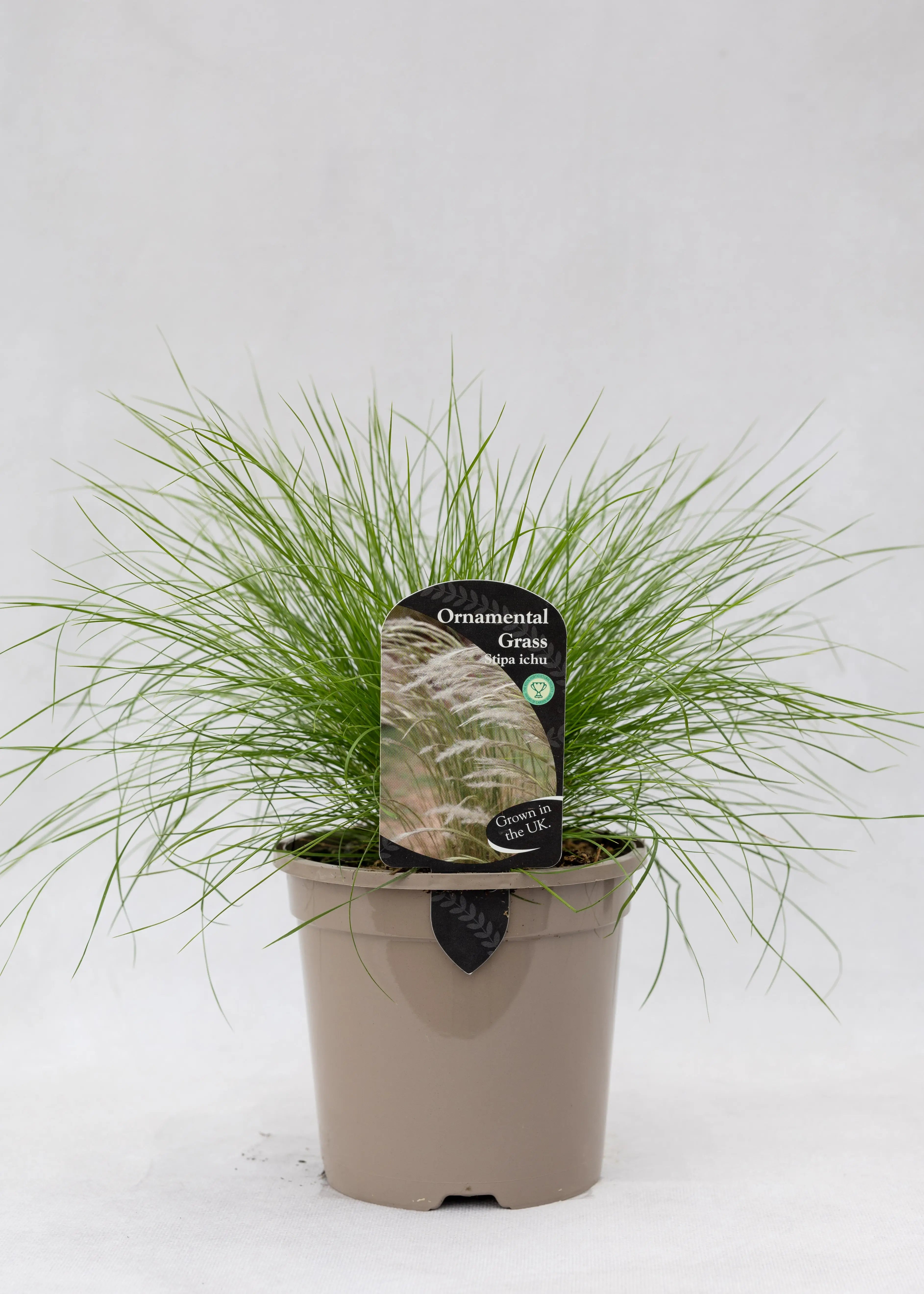 Stipa 'Ichu'