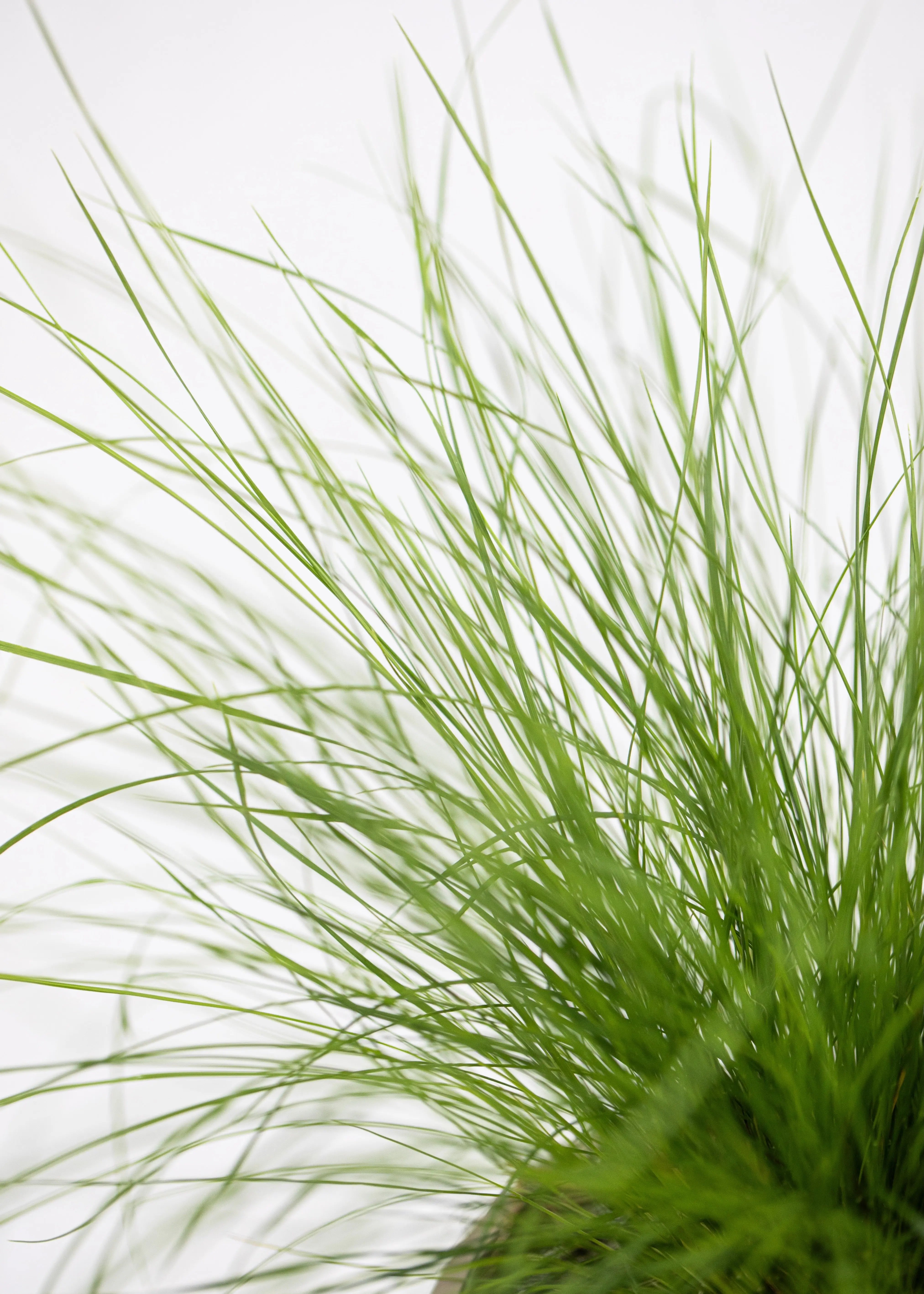 Stipa 'Ichu'