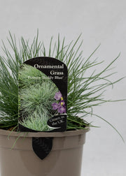 Festuca 'Buddy Blue'