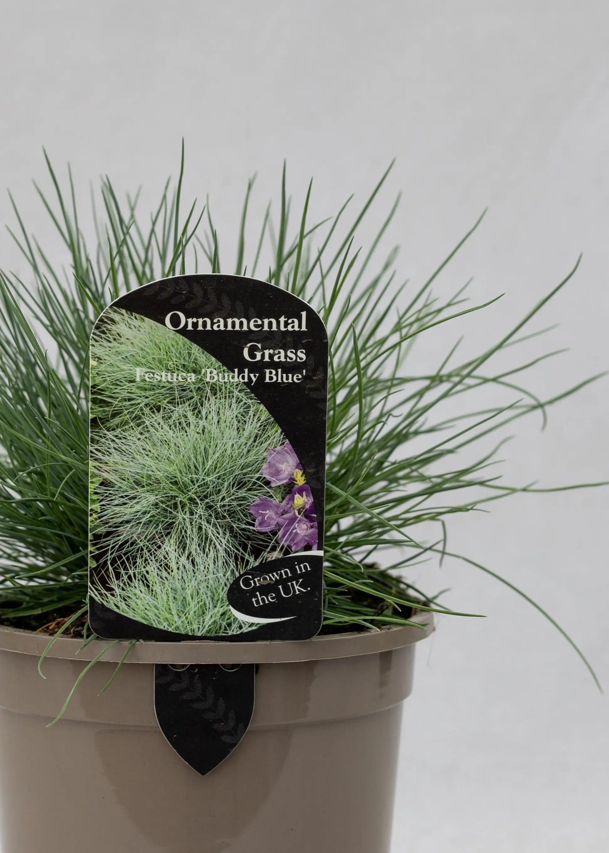 Festuca 'Buddy Blue'