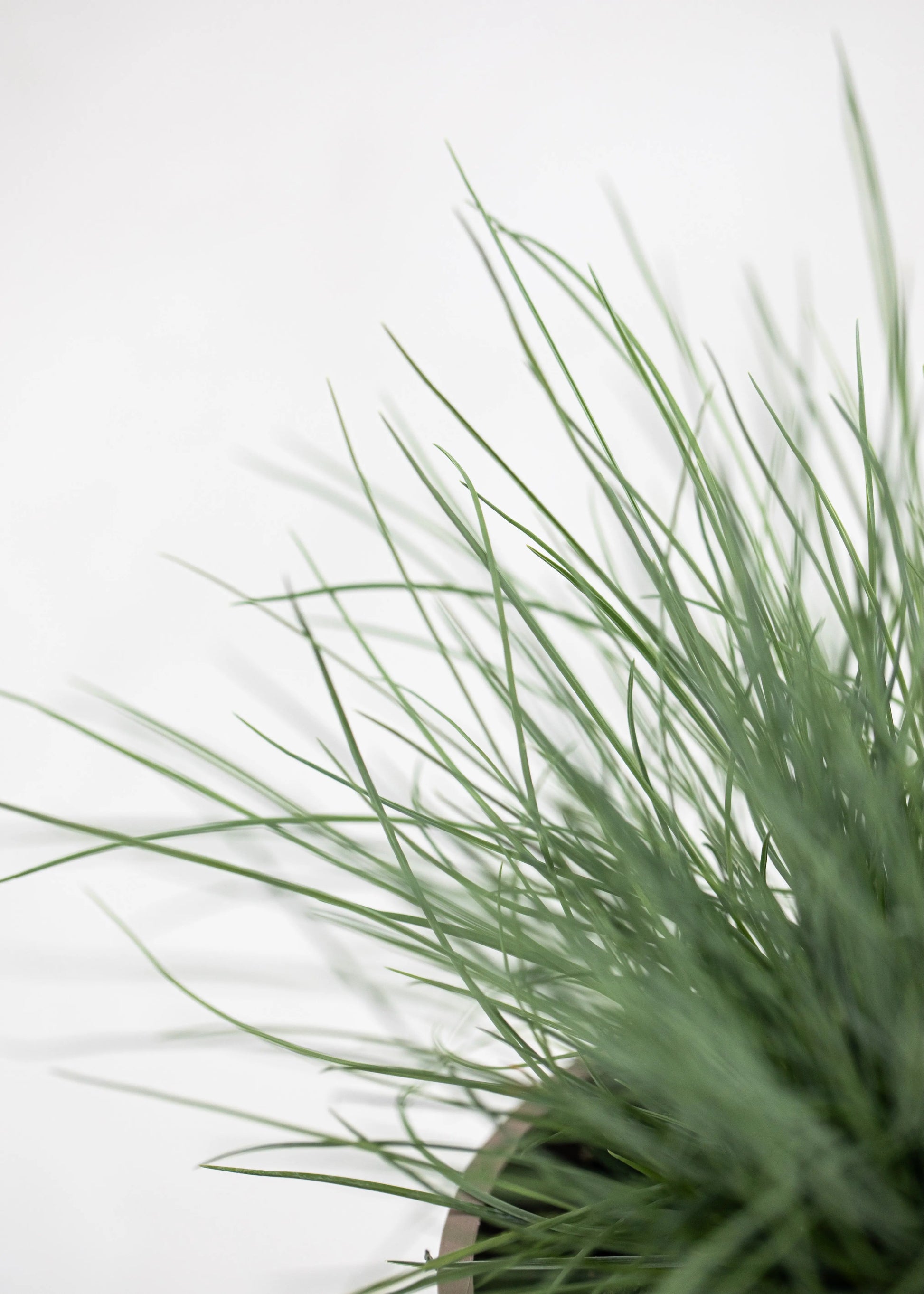 Festuca 'Buddy Blue'