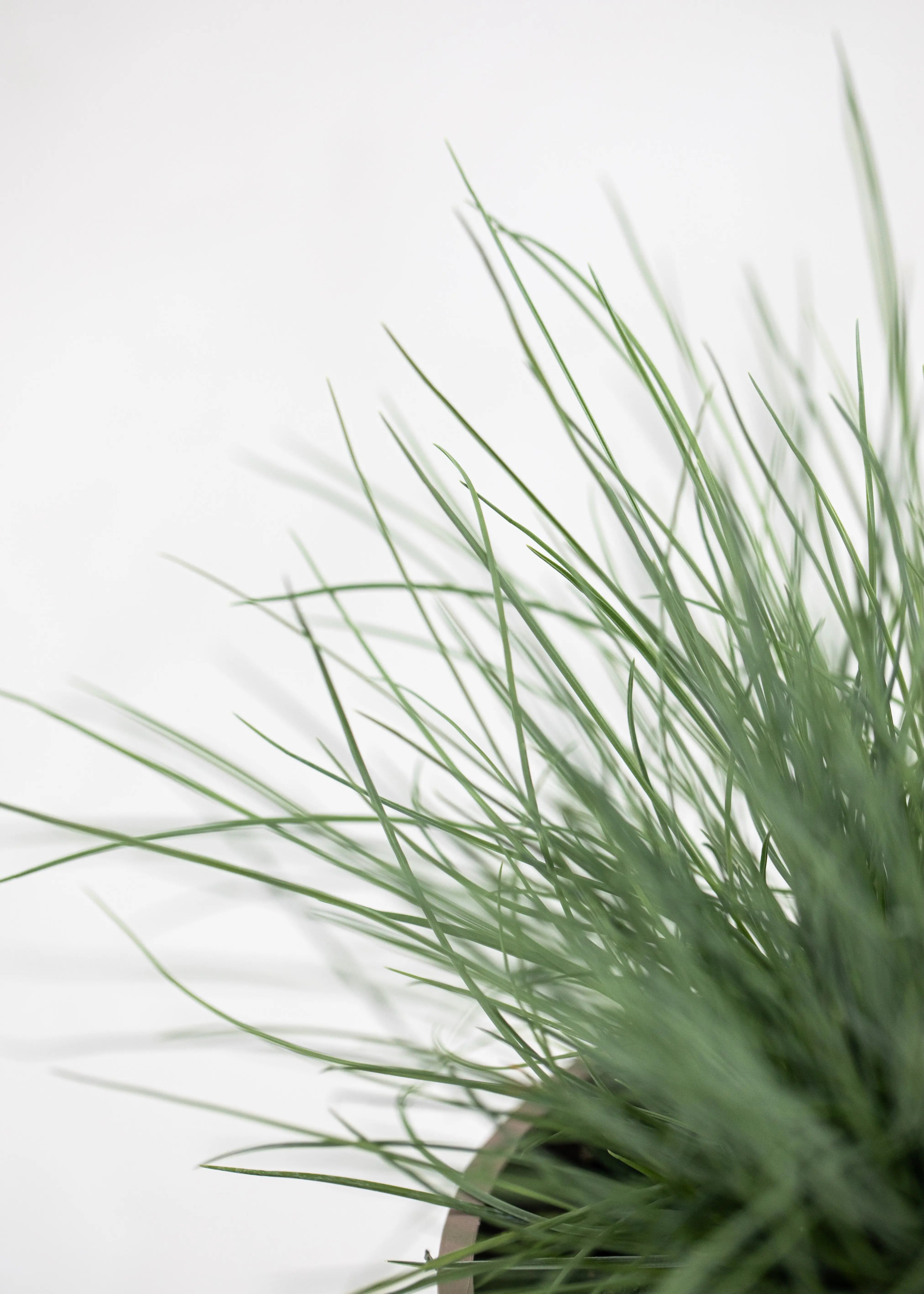 Festuca 'Buddy Blue'