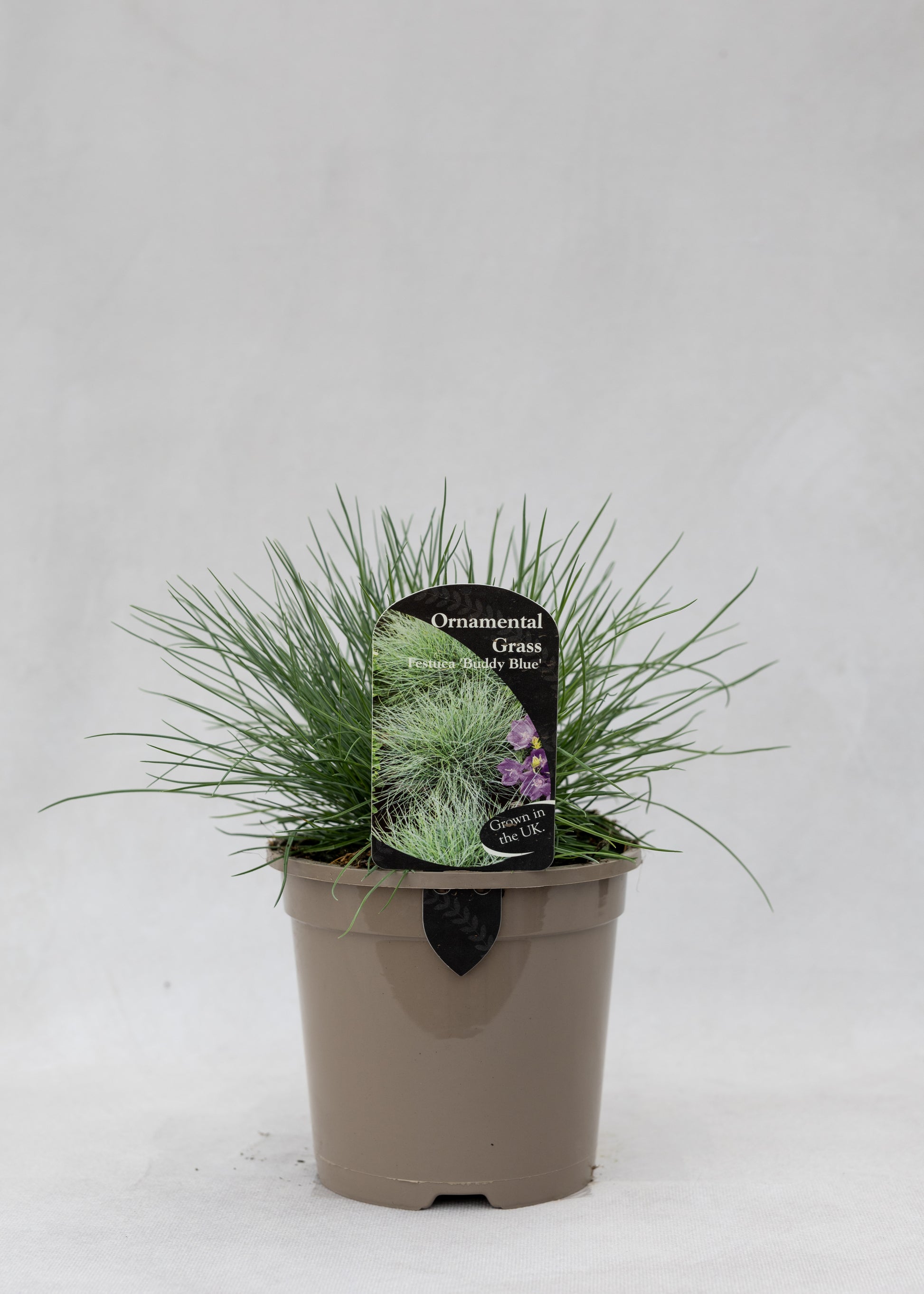 Festuca 'Buddy Blue'