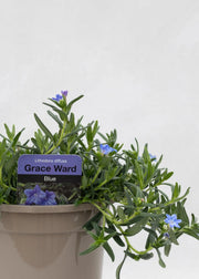 Lithodora 'Grace Ward'