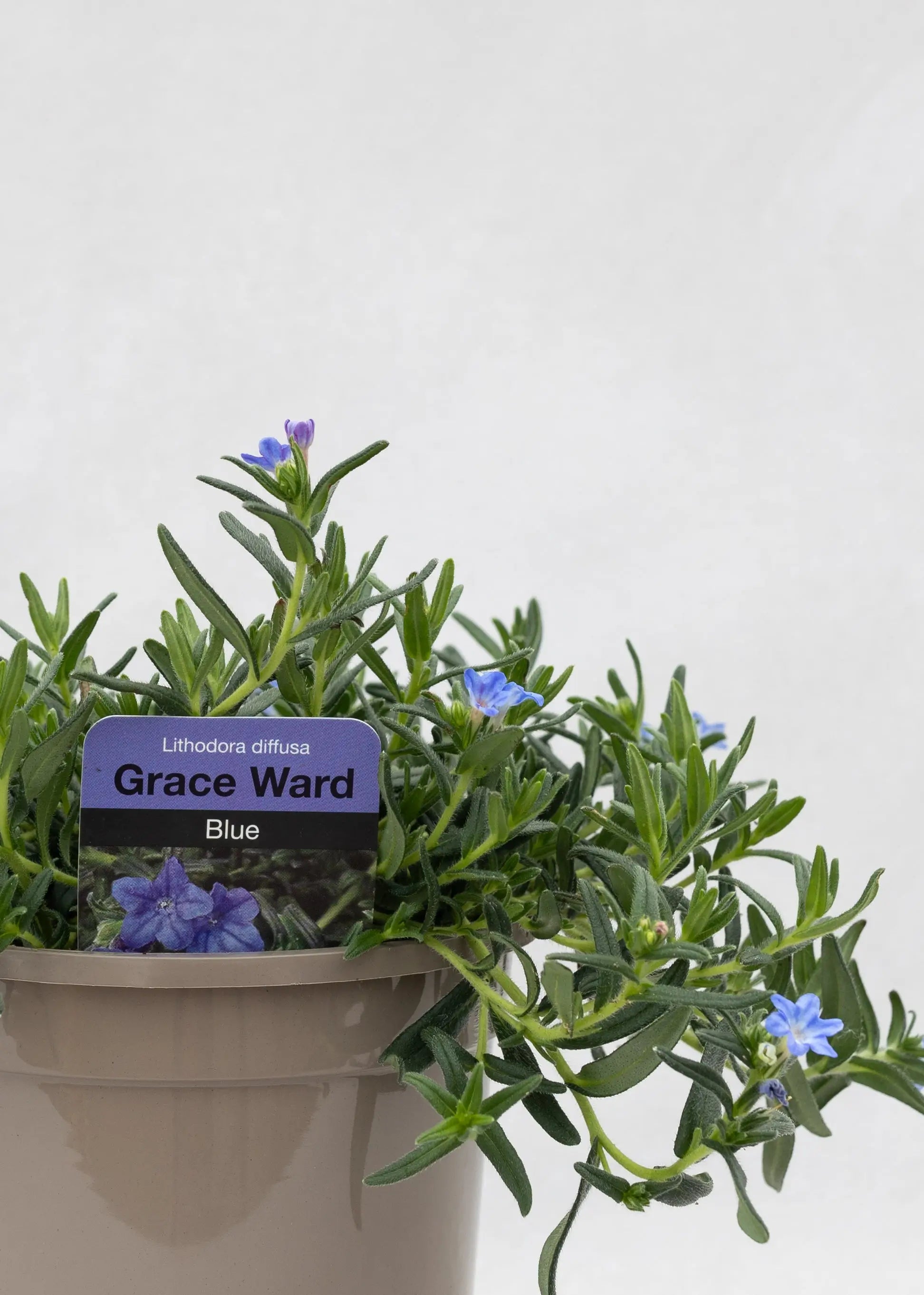 Lithodora 'Grace Ward'