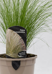 Stipa tenuissima