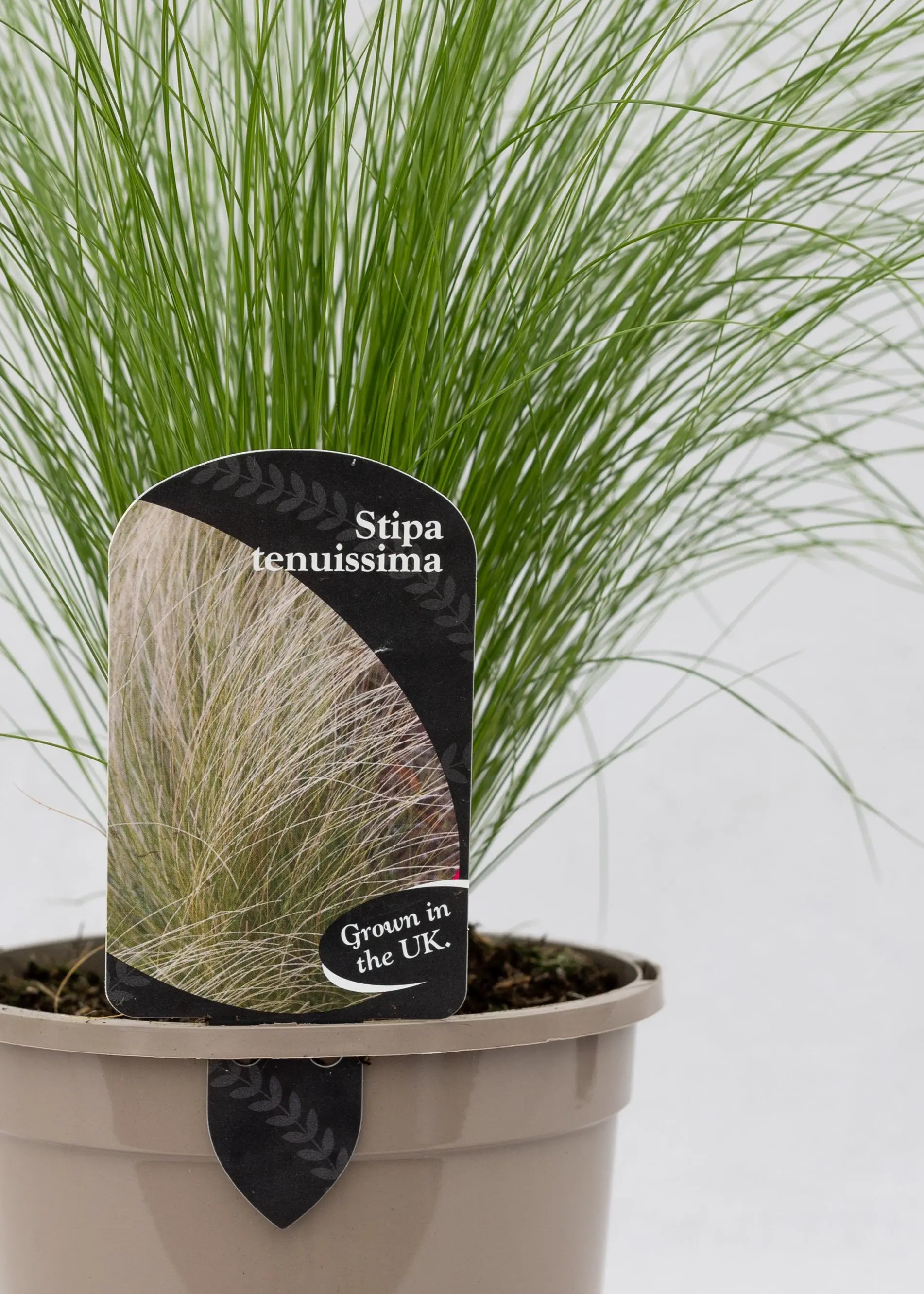 Stipa tenuissima
