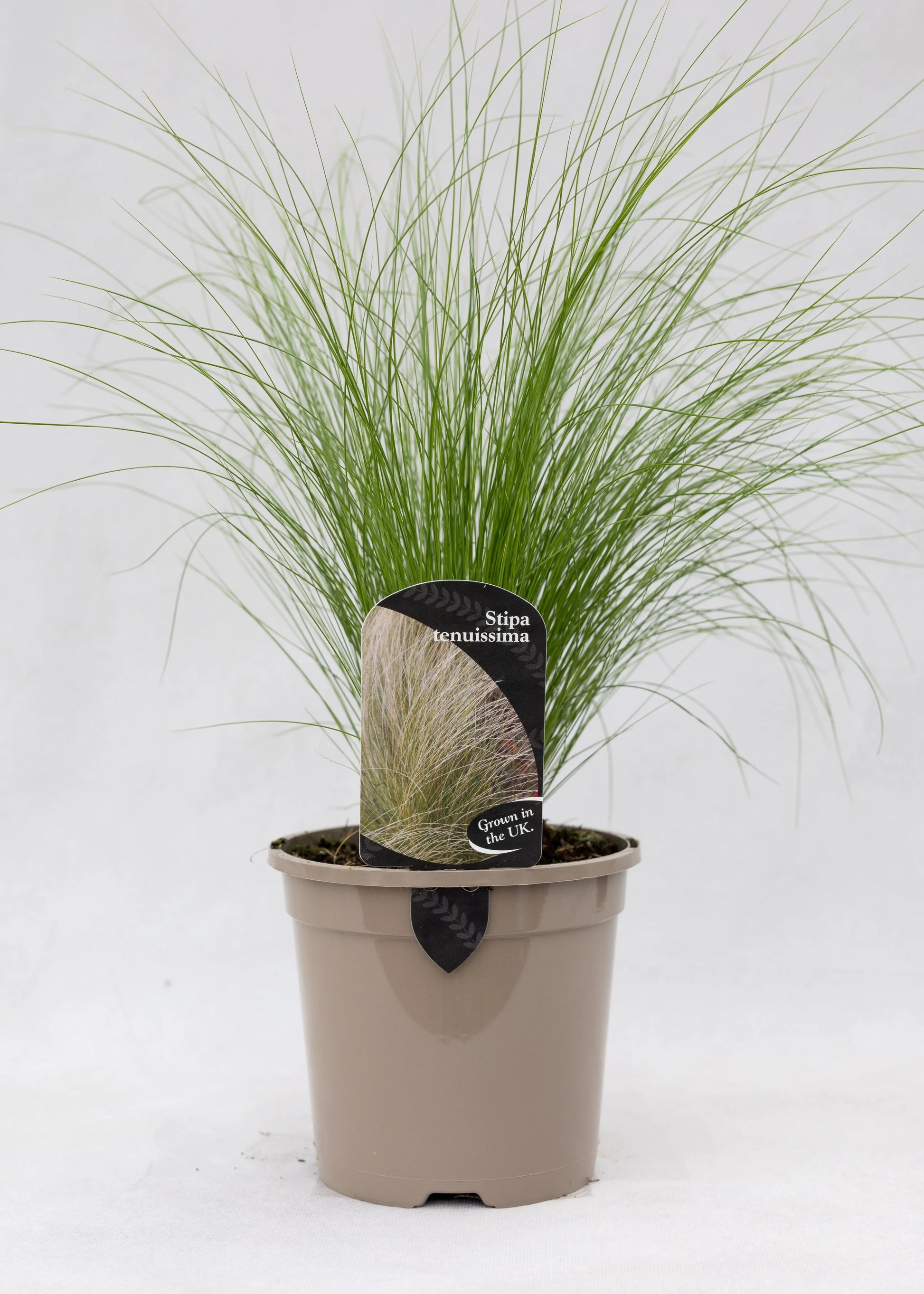 Stipa tenuissima