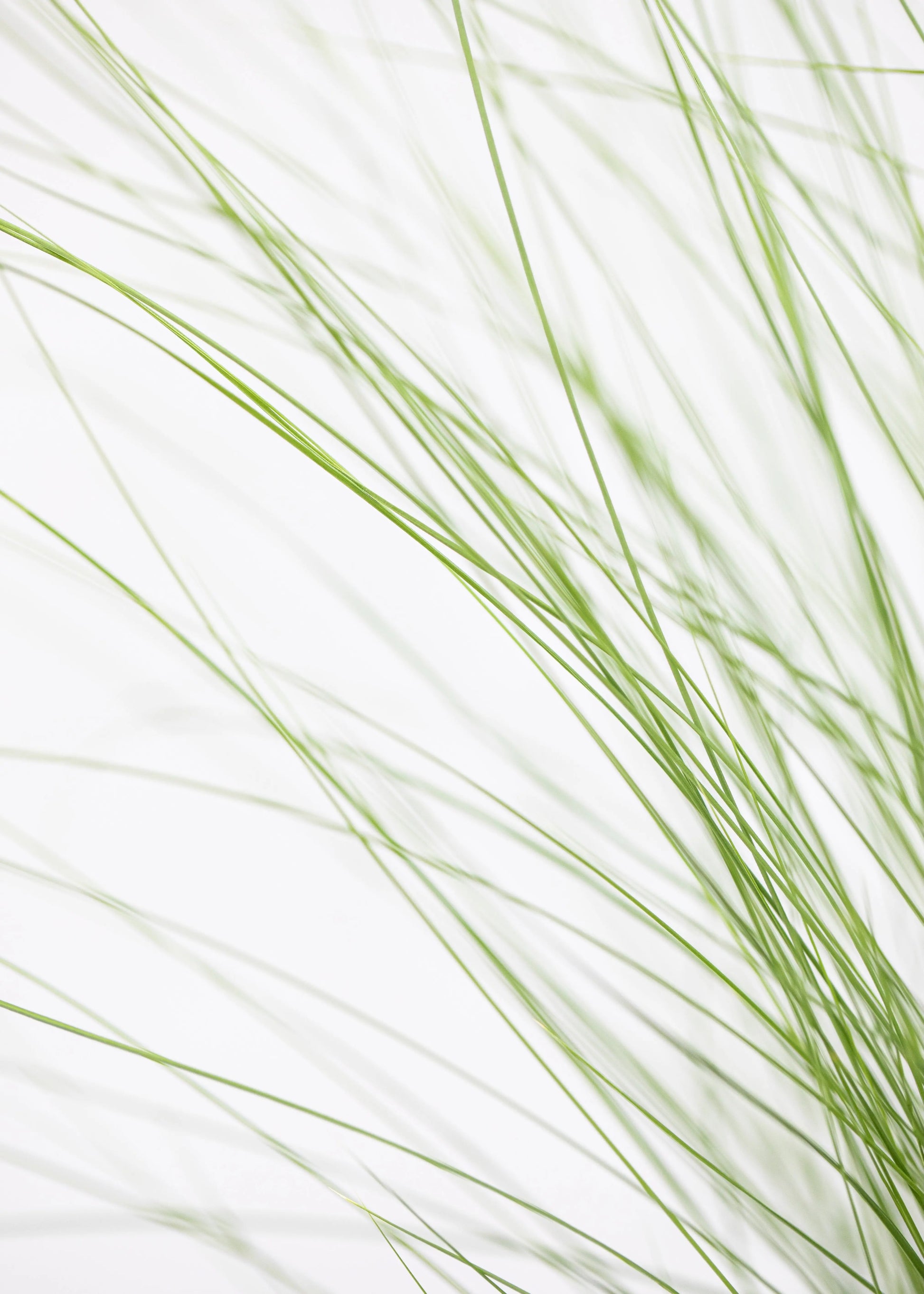 Stipa tenuissima