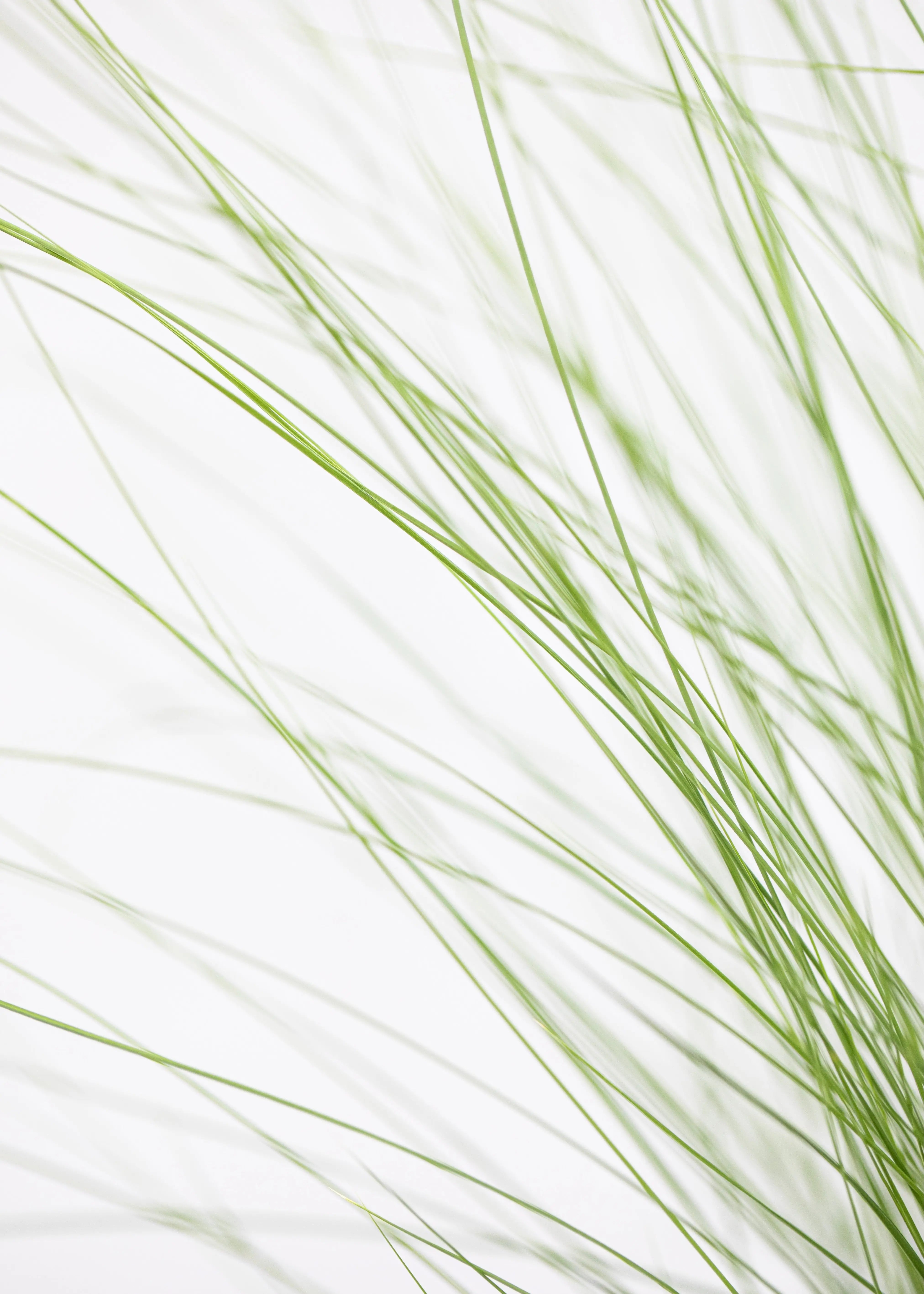Stipa tenuissima