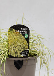Carex oshimensis 'Evergold'