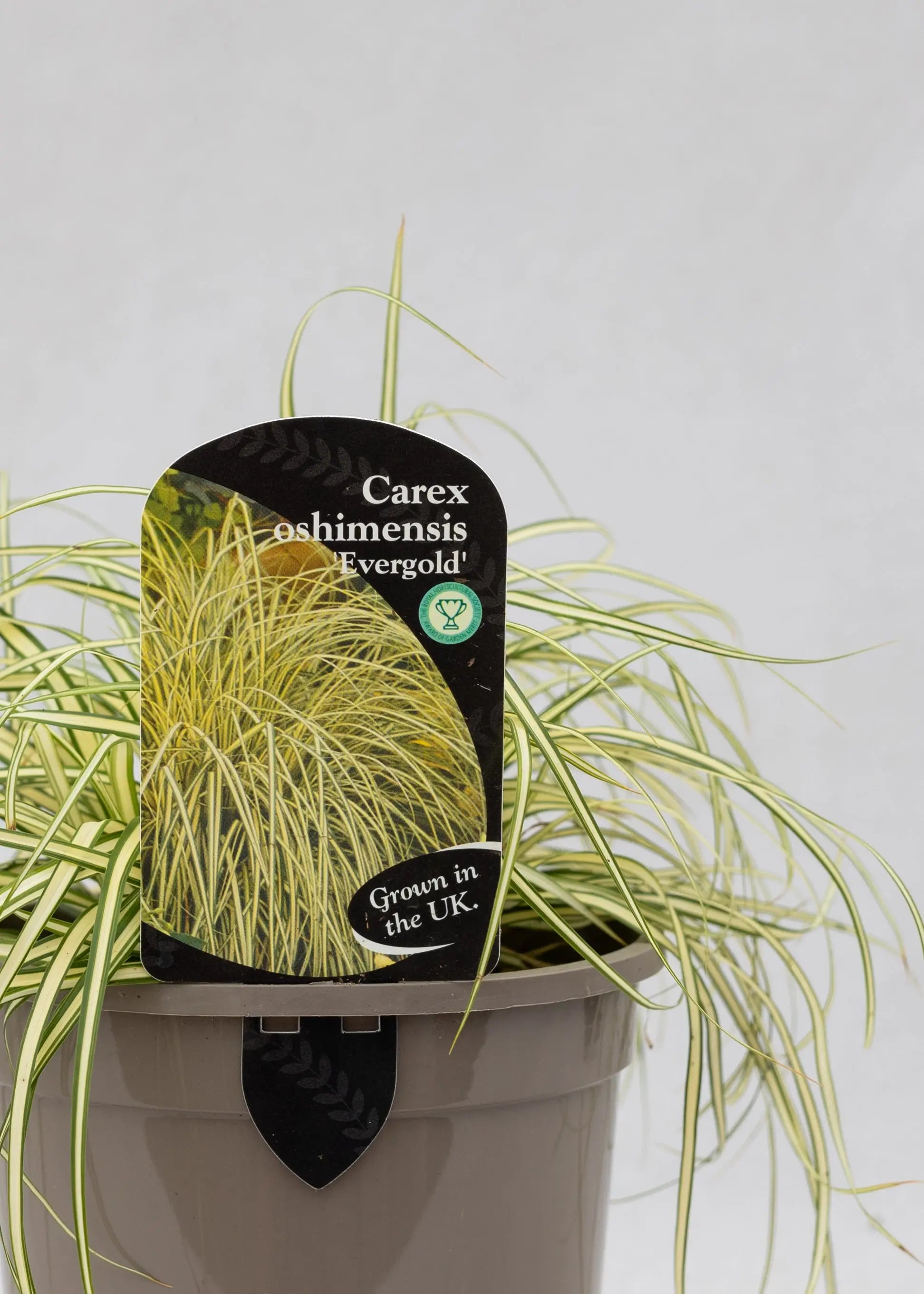 Carex oshimensis 'Evergold'