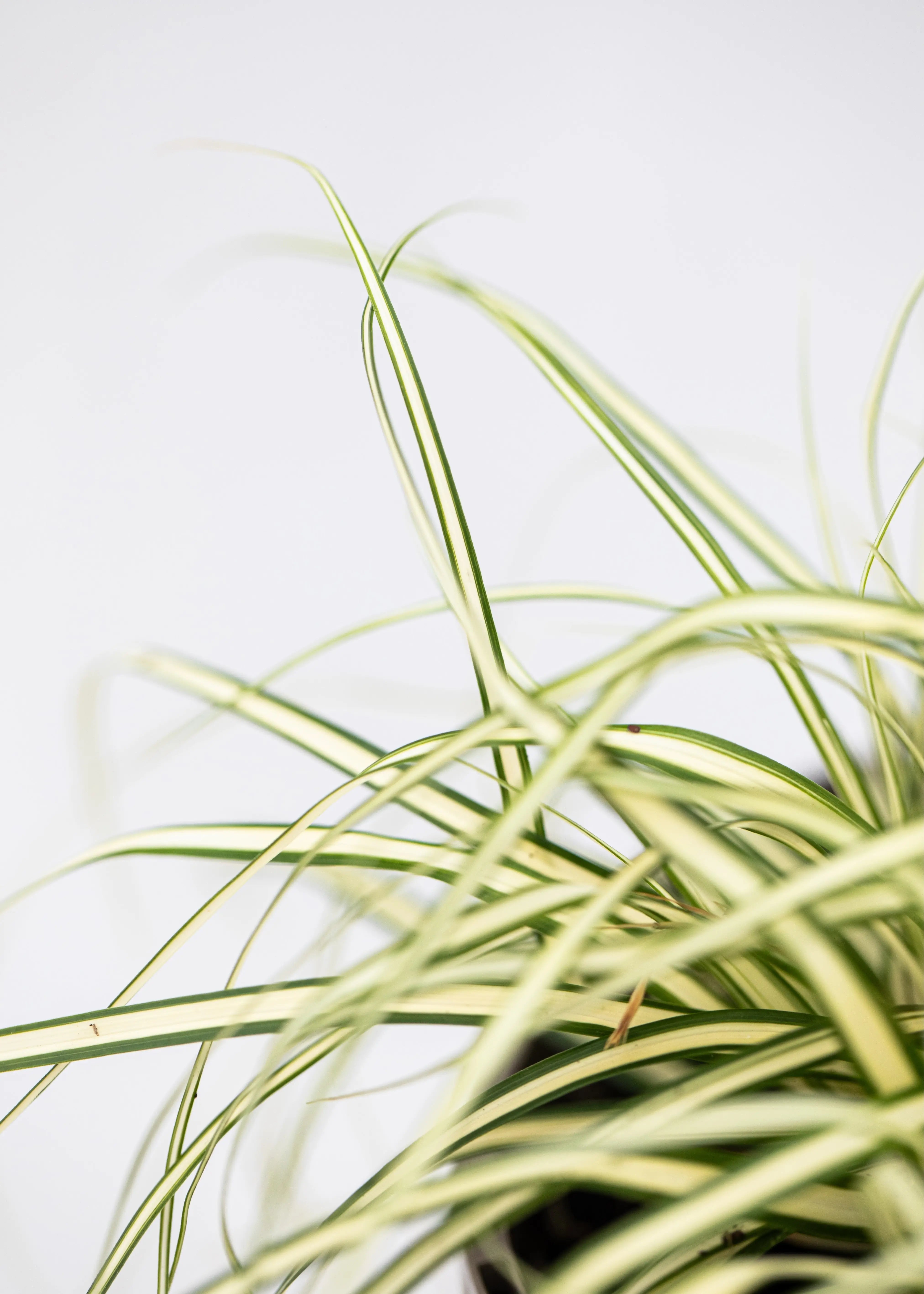 Carex oshimensis 'Evergold'